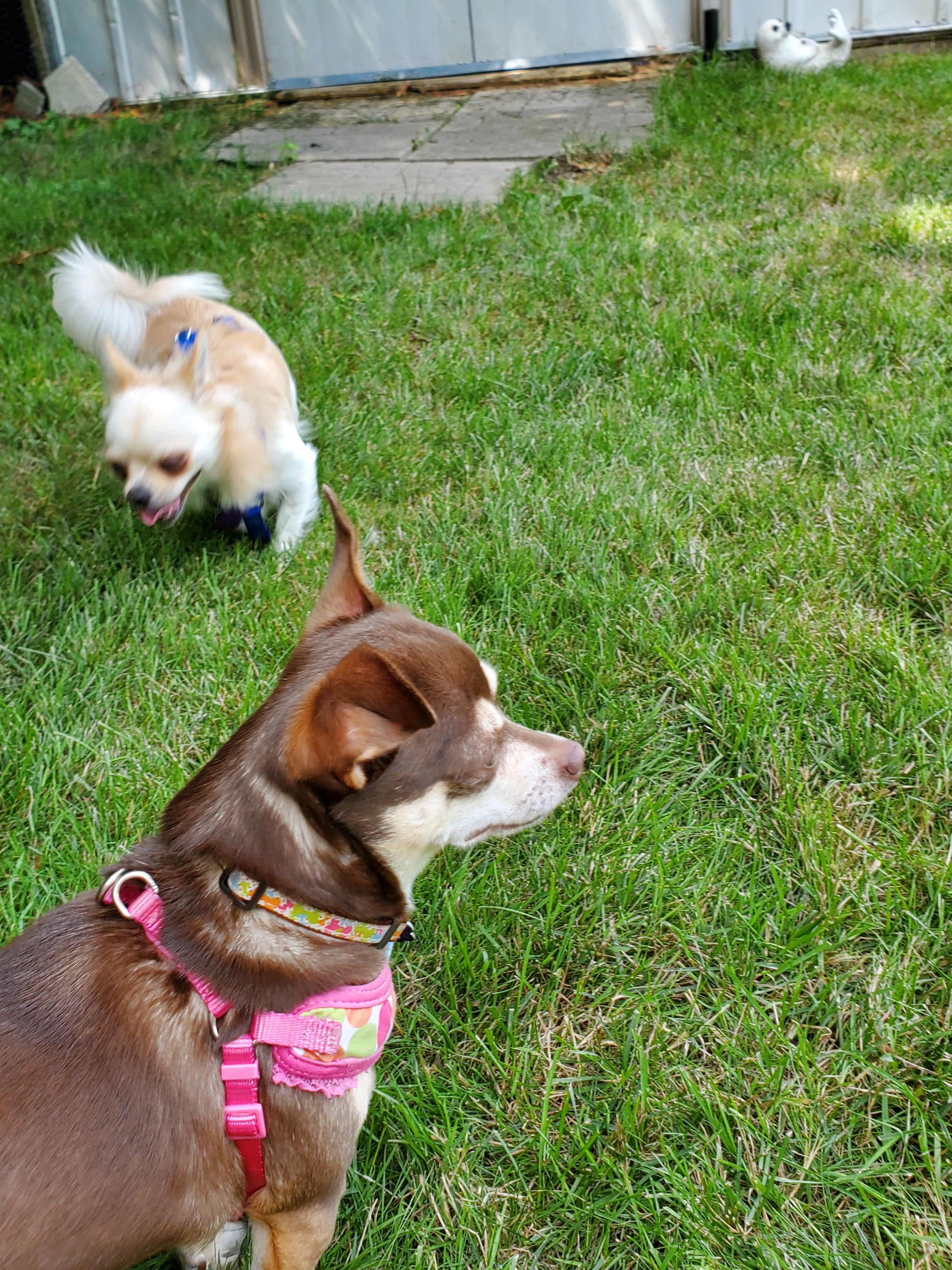 Enlarge Lucy and Winston, a Adoptable Chihuahua in Chatham, ON image 6/6