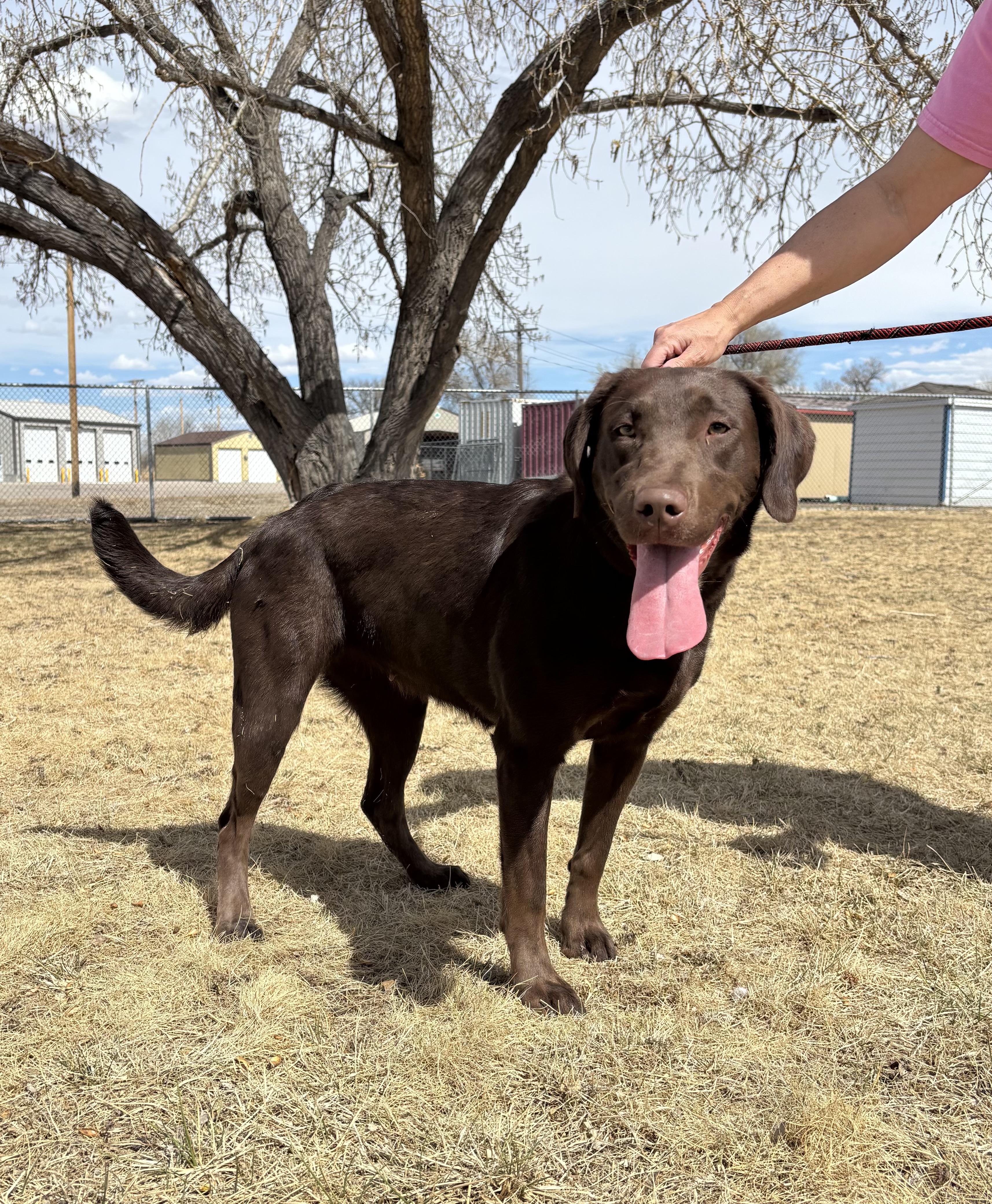 Oakley, adoptable, Young Female Labrador Retriever.