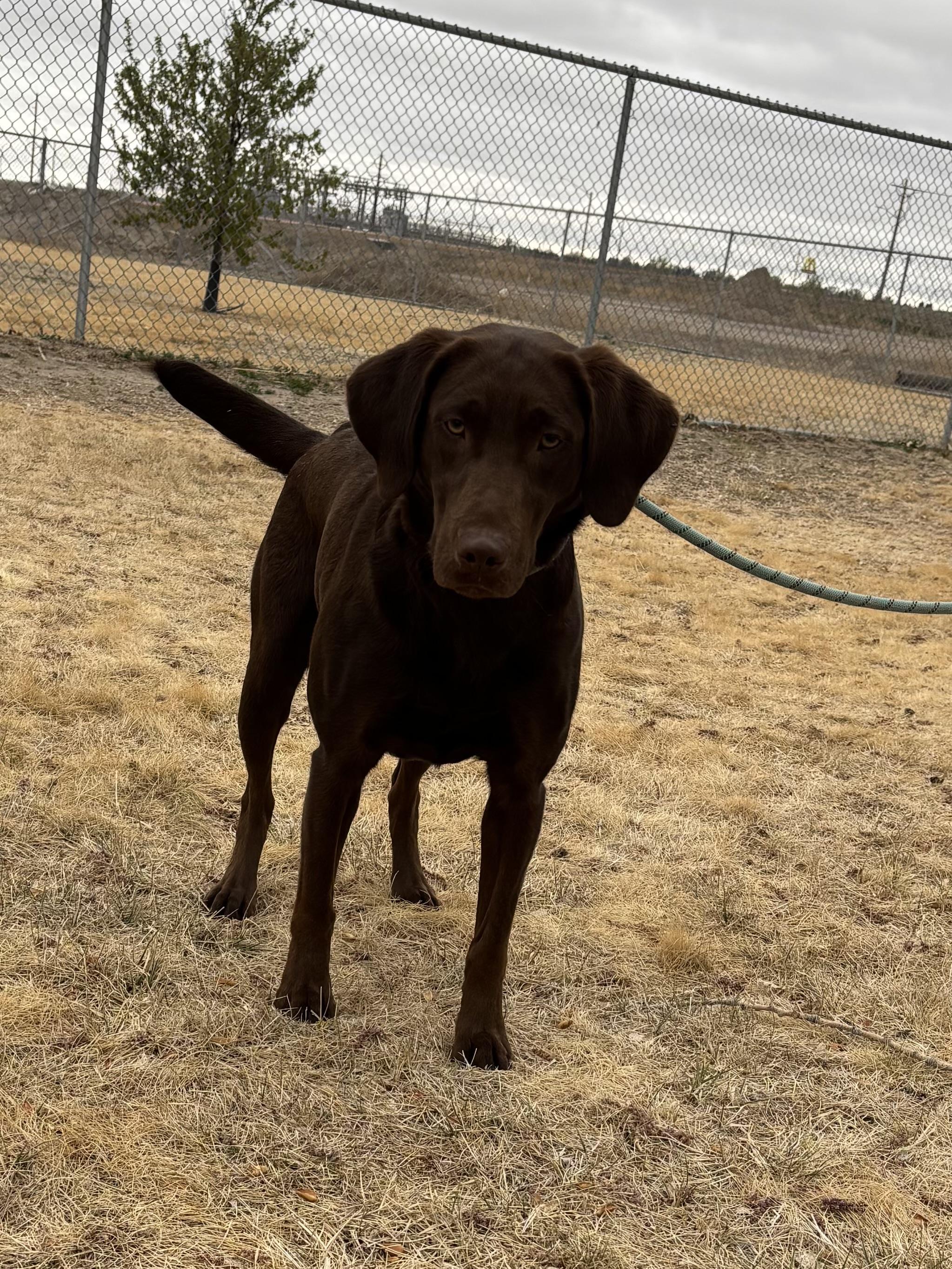 Enlarge Oakley, an adopted Labrador Retriever in Torrington, WY image 2/3