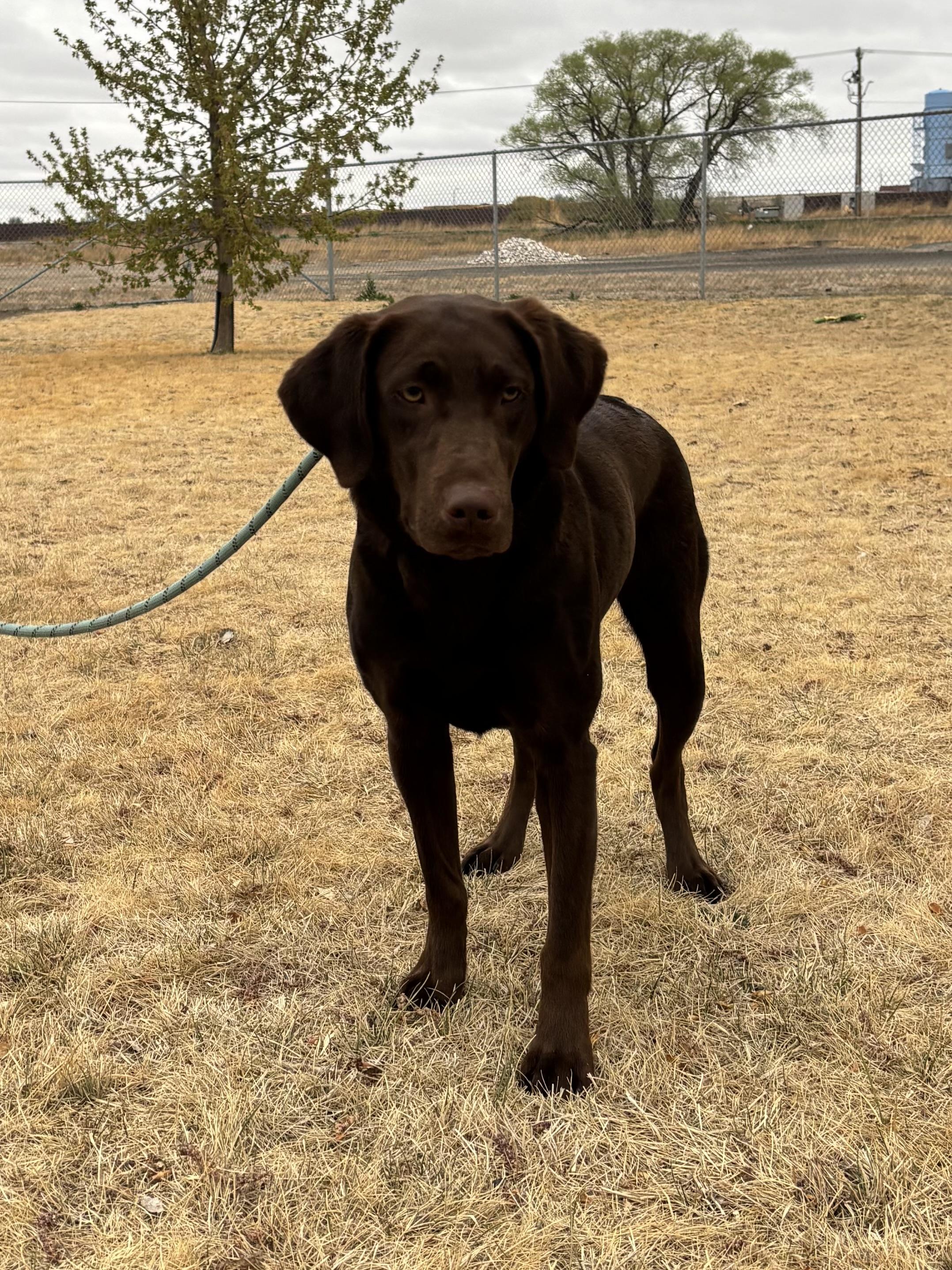 Enlarge Oakley, an adopted Labrador Retriever in Torrington, WY image 1/3