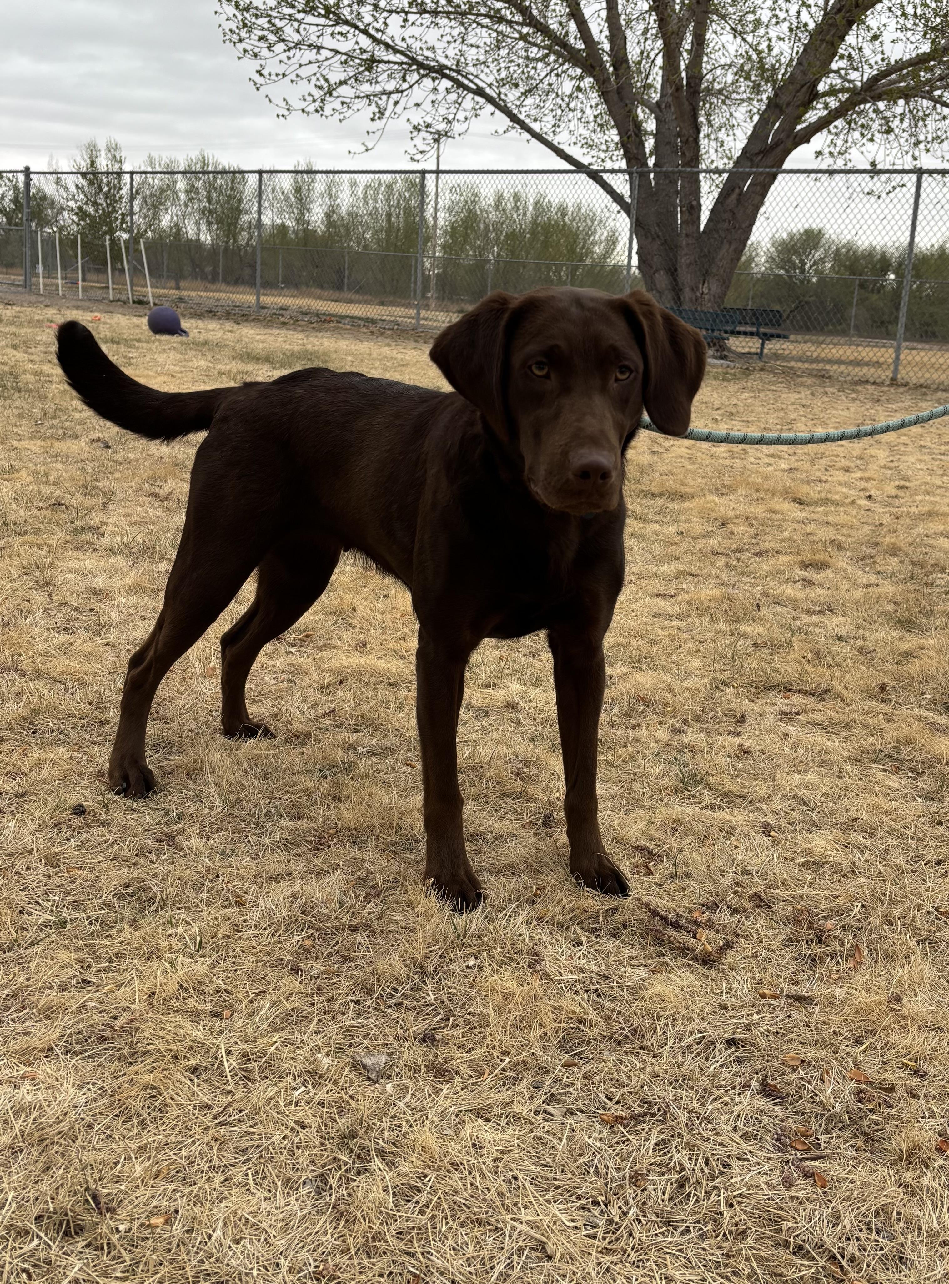 Enlarge Oakley, an adopted Labrador Retriever in Torrington, WY image 3/3