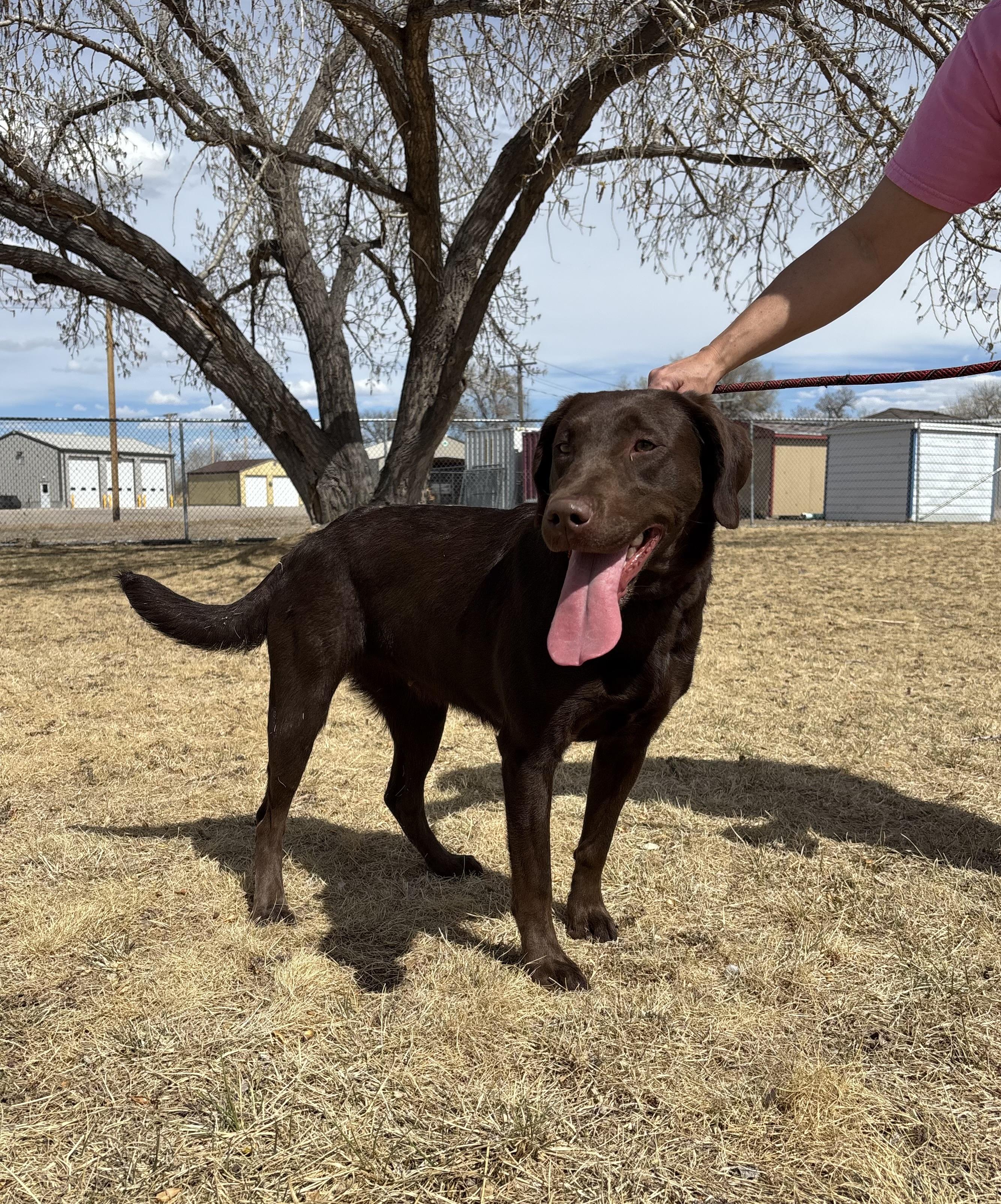 Enlarge Oakley, an adoptable Labrador Retriever in Torrington, WY image 2/2