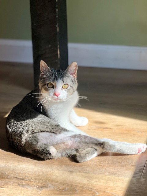 Enlarge Grayson, a Adoptable Domestic Short Hair in Lancaster, PA image 1/2