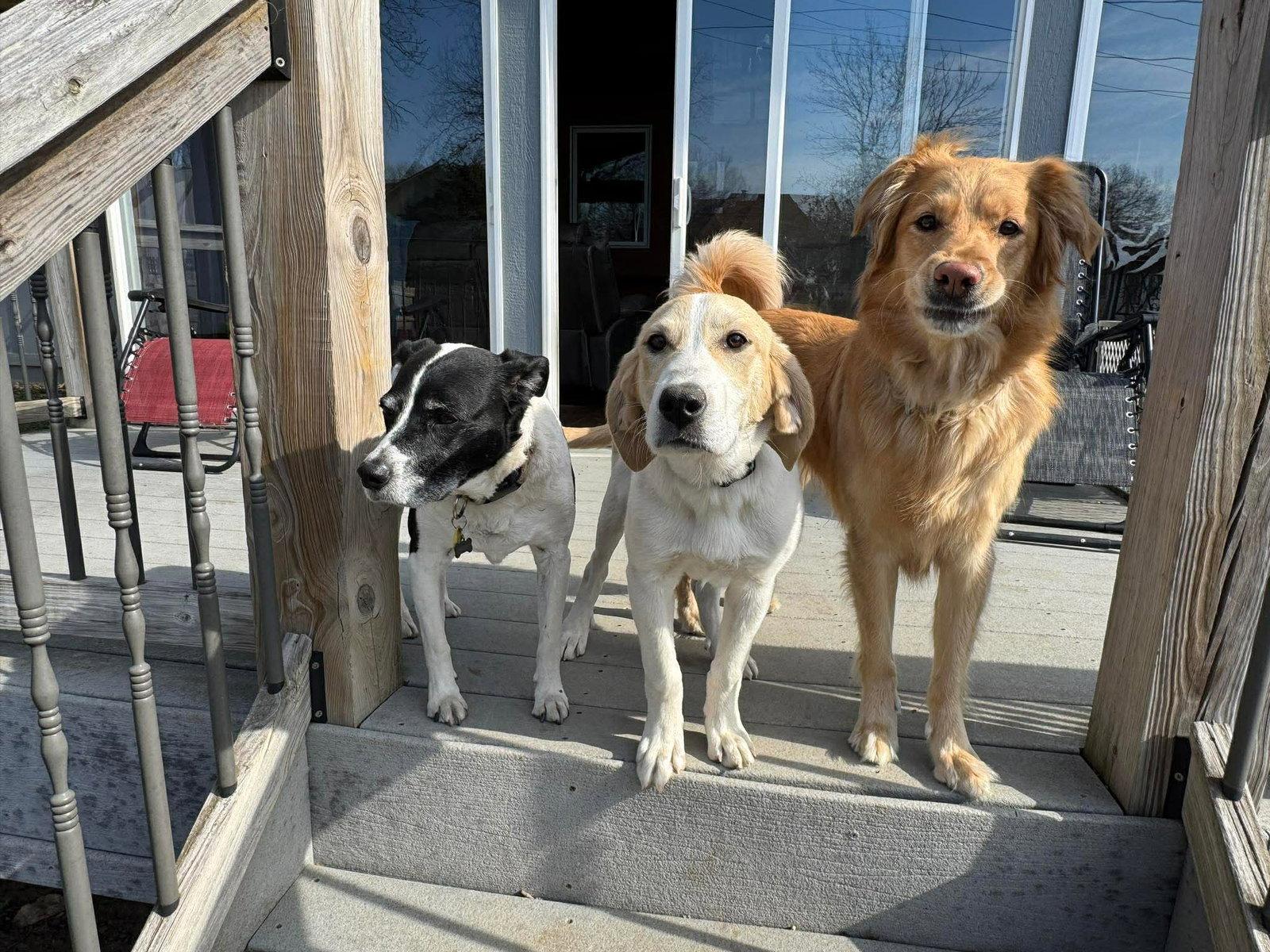 Enlarge Birdie, a Adopted mixed breed in Merriam, KS image 2/3