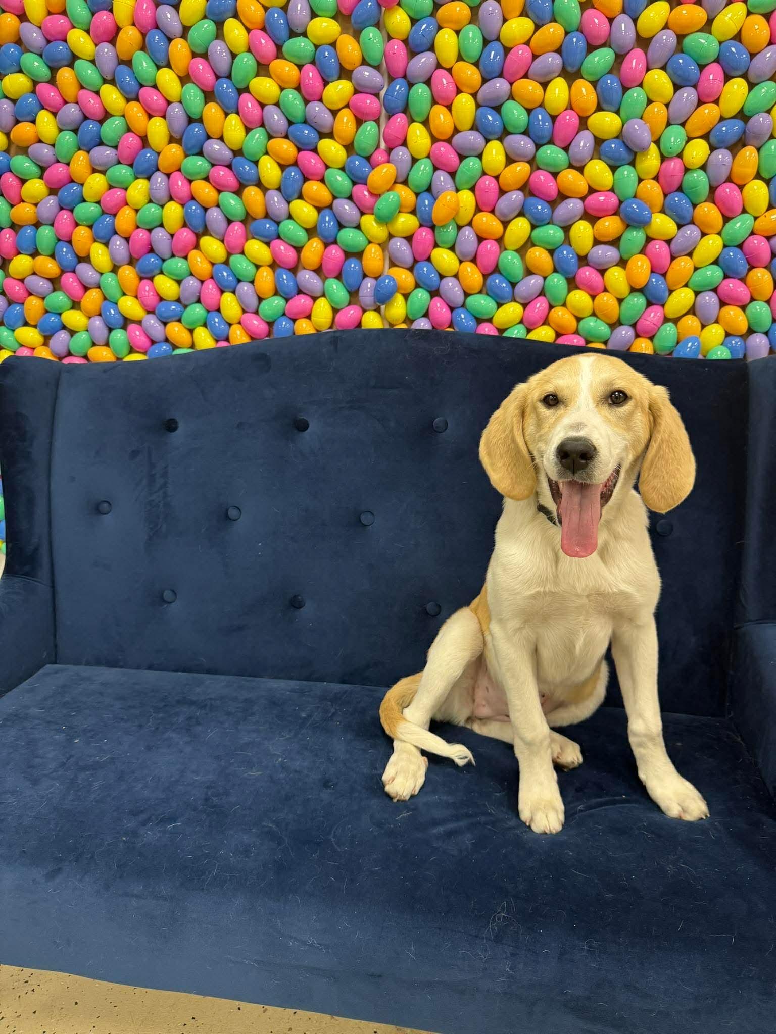 Enlarge Birdie, a Adopted mixed breed in Merriam, KS image 3/3