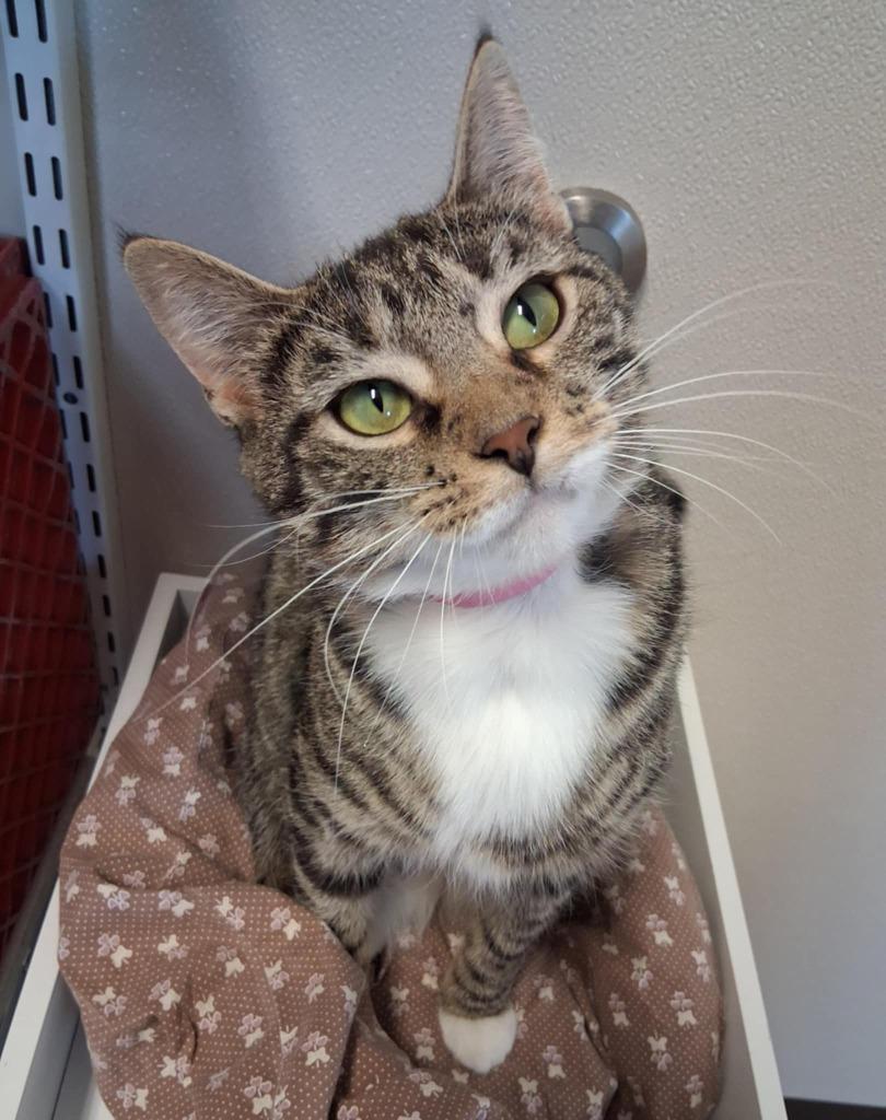 Enlarge Tootsie, a Adoptable mixed breed in Fremont, OH image 1/4