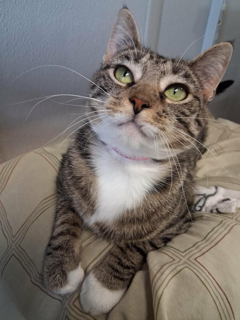 Enlarge Tootsie, a Adoptable mixed breed in Fremont, OH image 2/4