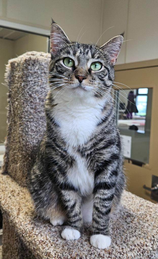 Enlarge Tootsie, a Adoptable mixed breed in Fremont, OH image 3/4