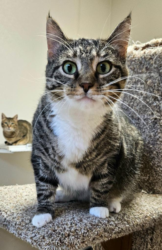 Enlarge Tootsie, a Adoptable mixed breed in Fremont, OH image 4/4