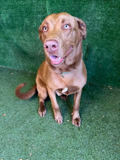 Enlarge RENZO, a Adoptable Labrador Retriever in Lancaster, CA image 1/1