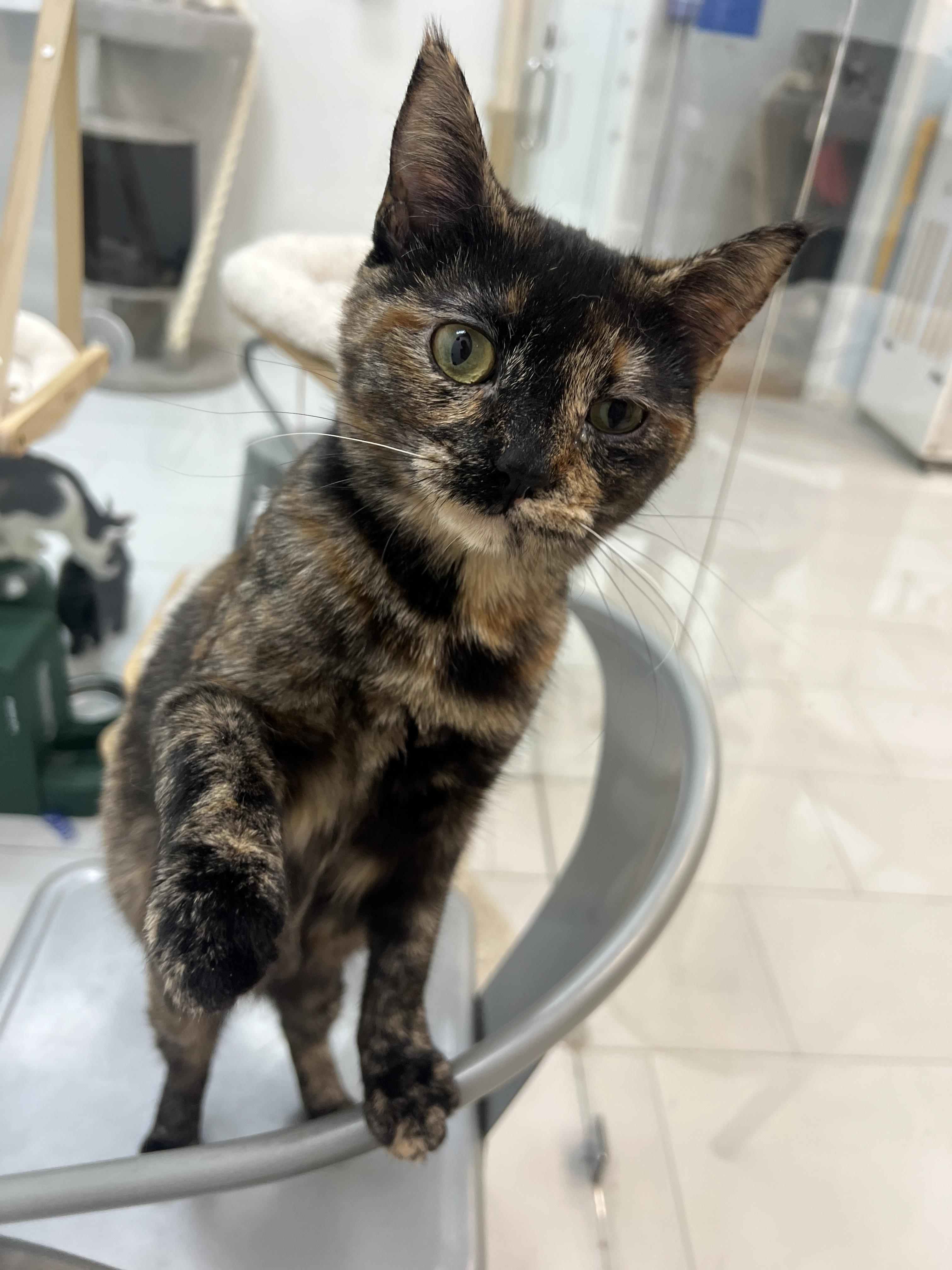 Enlarge Sally, a Adoptable Domestic Short Hair in chino, CA image 2/5