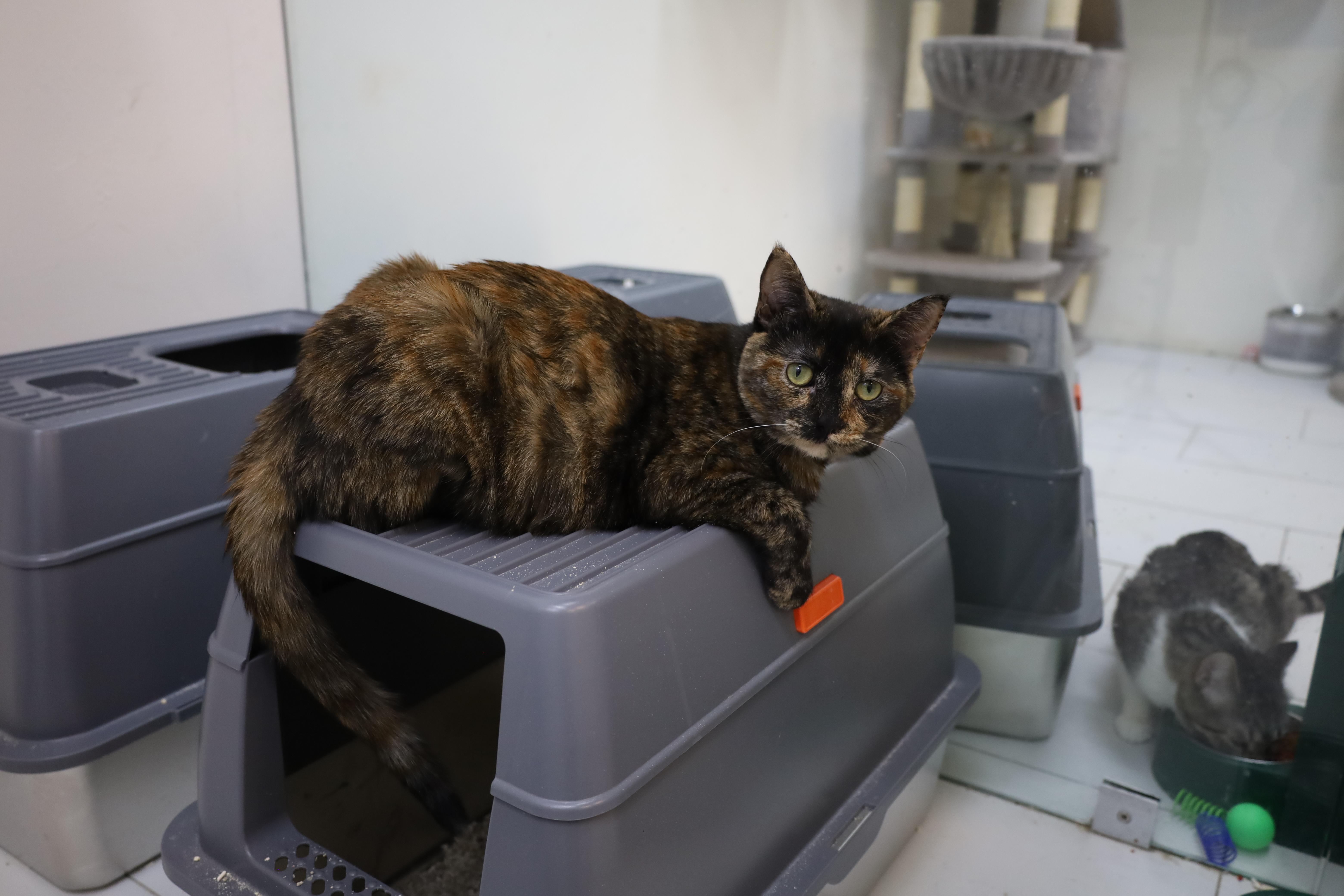 Sally, a Adoptable Domestic Short Hair in chino, CA image 4/6