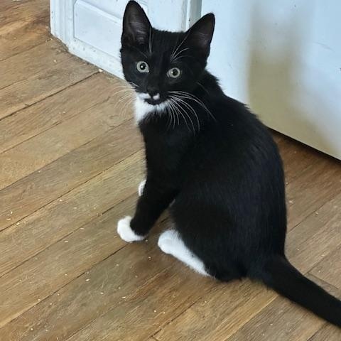 Enlarge Harper, a Adoptable Tuxedo in Minneapolis, MN image 4/4