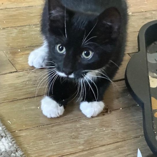 Enlarge Harper, a Adoptable Tuxedo in Minneapolis, MN image 3/4