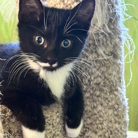 Enlarge Harper, a Adoptable Tuxedo in Minneapolis, MN image 2/4