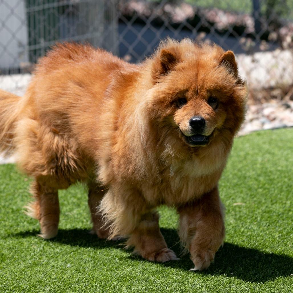 Teddy (MR26-359), Adoptable, Young Female Chow Chow.