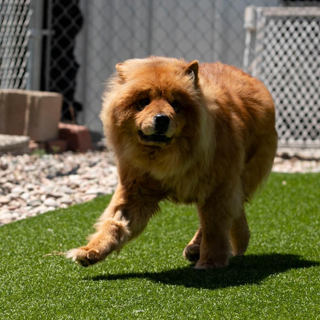 Teddy (MR26-359), a Adoptable Chow Chow in Peyton, CO image 2/6
