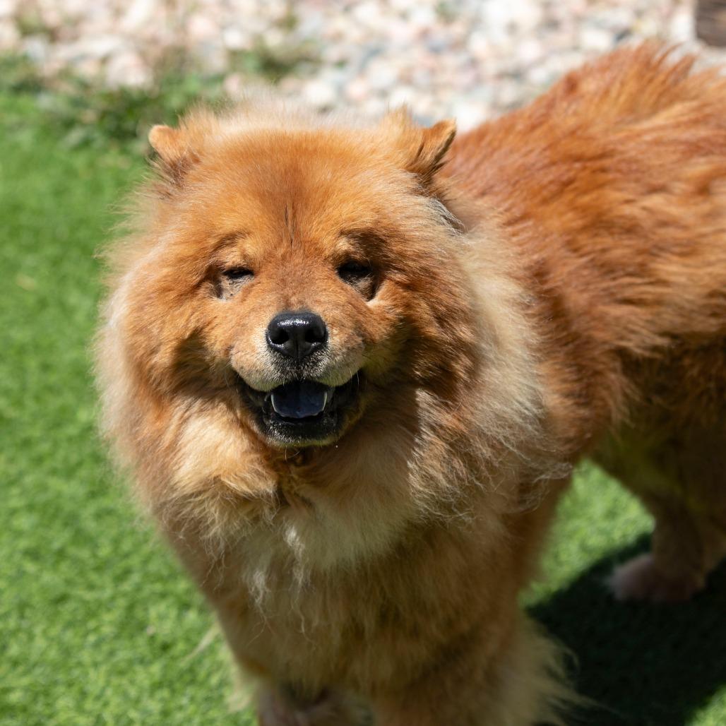Teddy (MR26-359), a Adoptable Chow Chow in Peyton, CO image 3/6