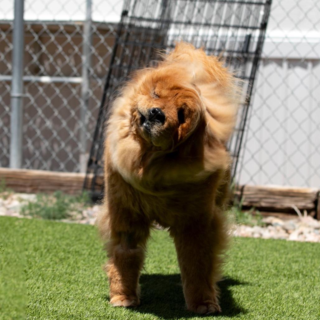 Teddy (MR26-359), a Adoptable Chow Chow in Peyton, CO image 4/6