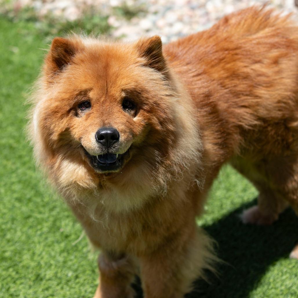 Teddy (MR26-359), a Adoptable Chow Chow in Peyton, CO image 5/6
