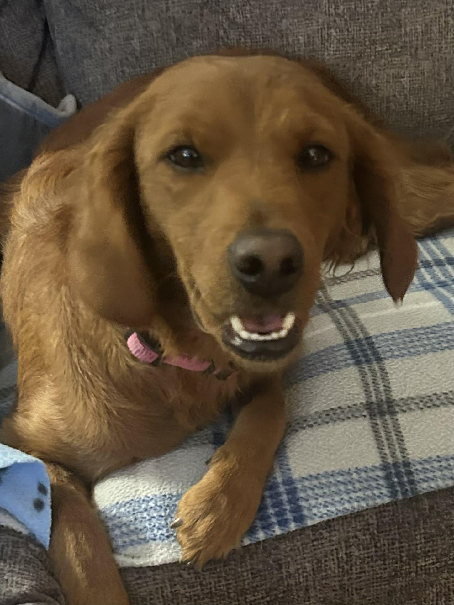 Lyla, Adoptable, Adult Female Goldendoodle.