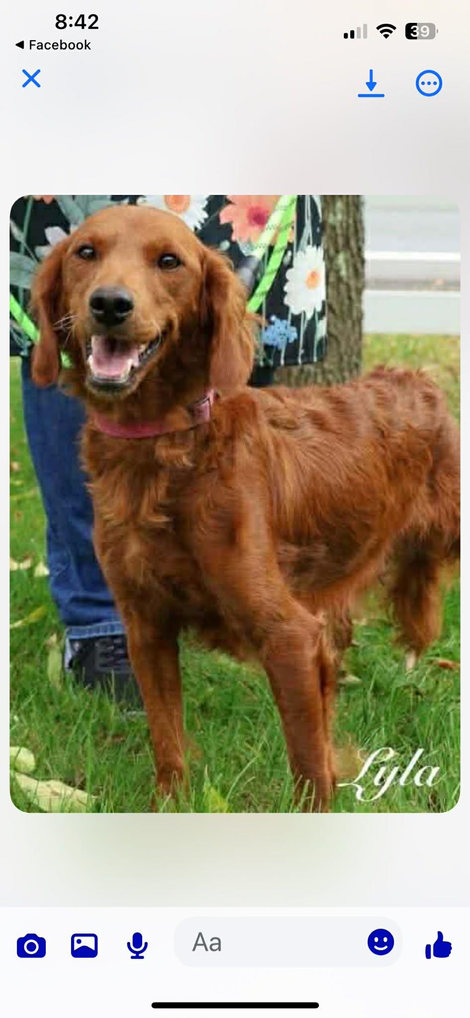 Lyla, a Adoptable Goldendoodle in Brunswick, ME image 2/4