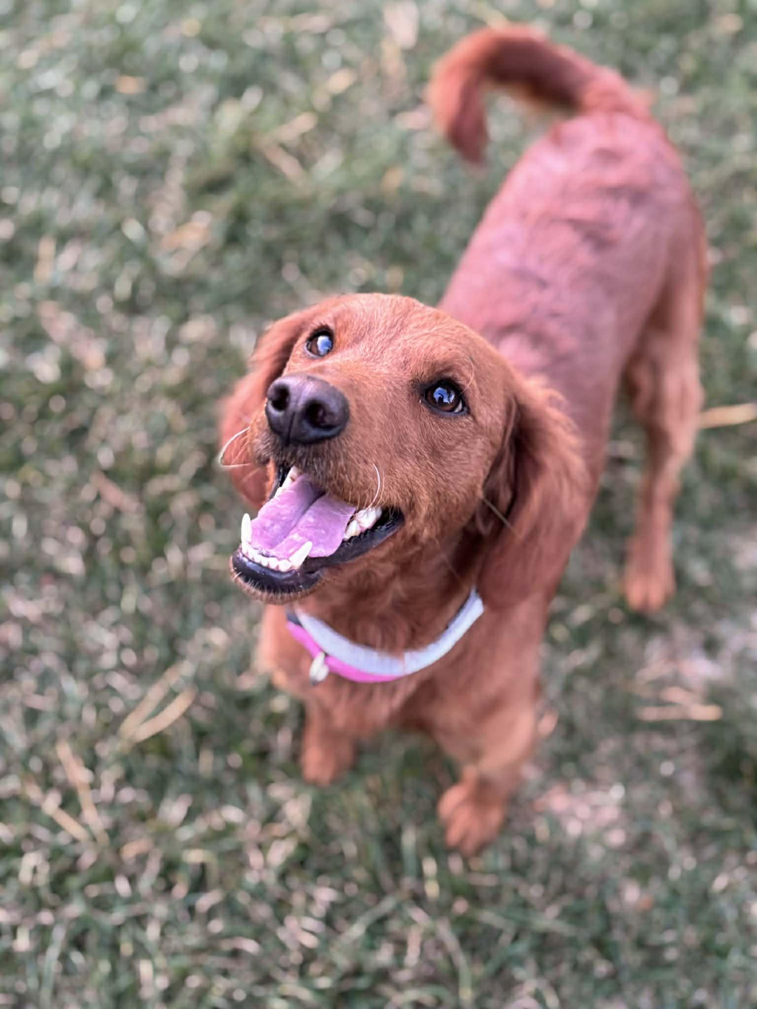 Lyla, a Adoptable Goldendoodle in Brunswick, ME image 3/4