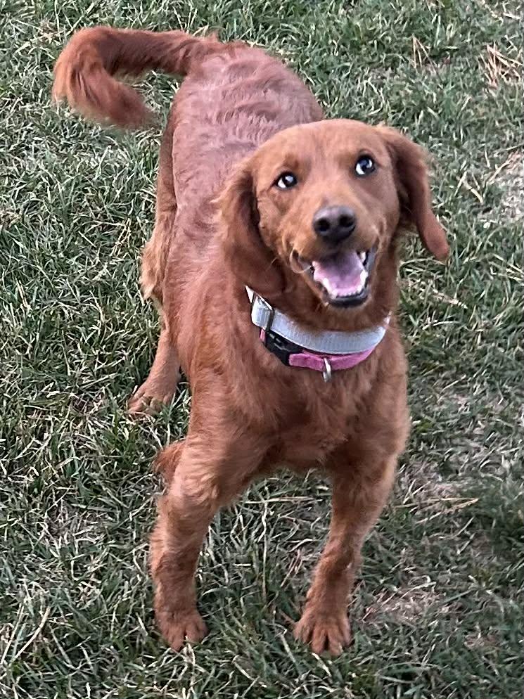 Lyla, a Adoptable Goldendoodle in Brunswick, ME image 4/4