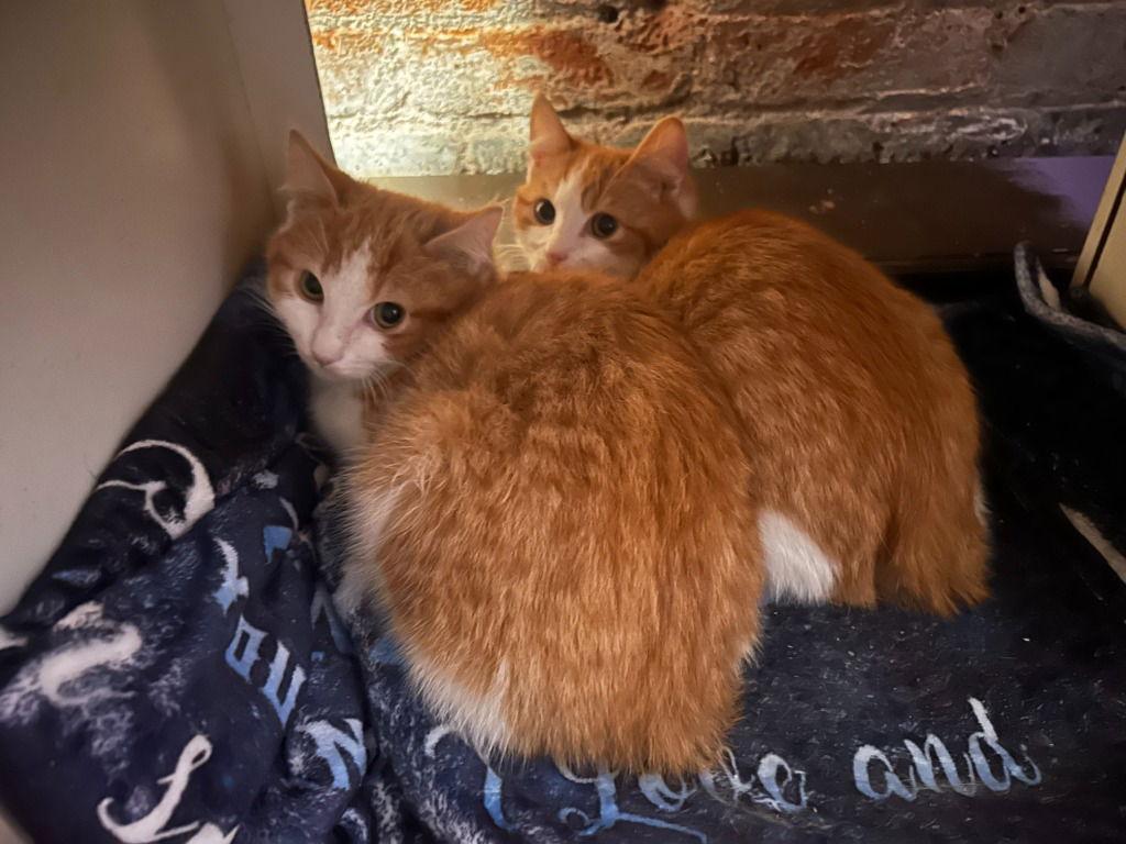 Oatmeal, a Adoptable Domestic Medium Hair in St. Helens, OR image 1/3