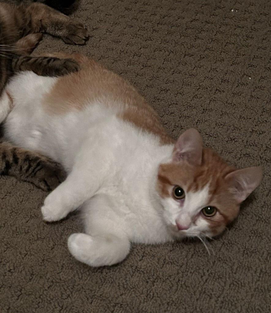 Oatmeal, a Adoptable Domestic Medium Hair in St. Helens, OR image 2/3