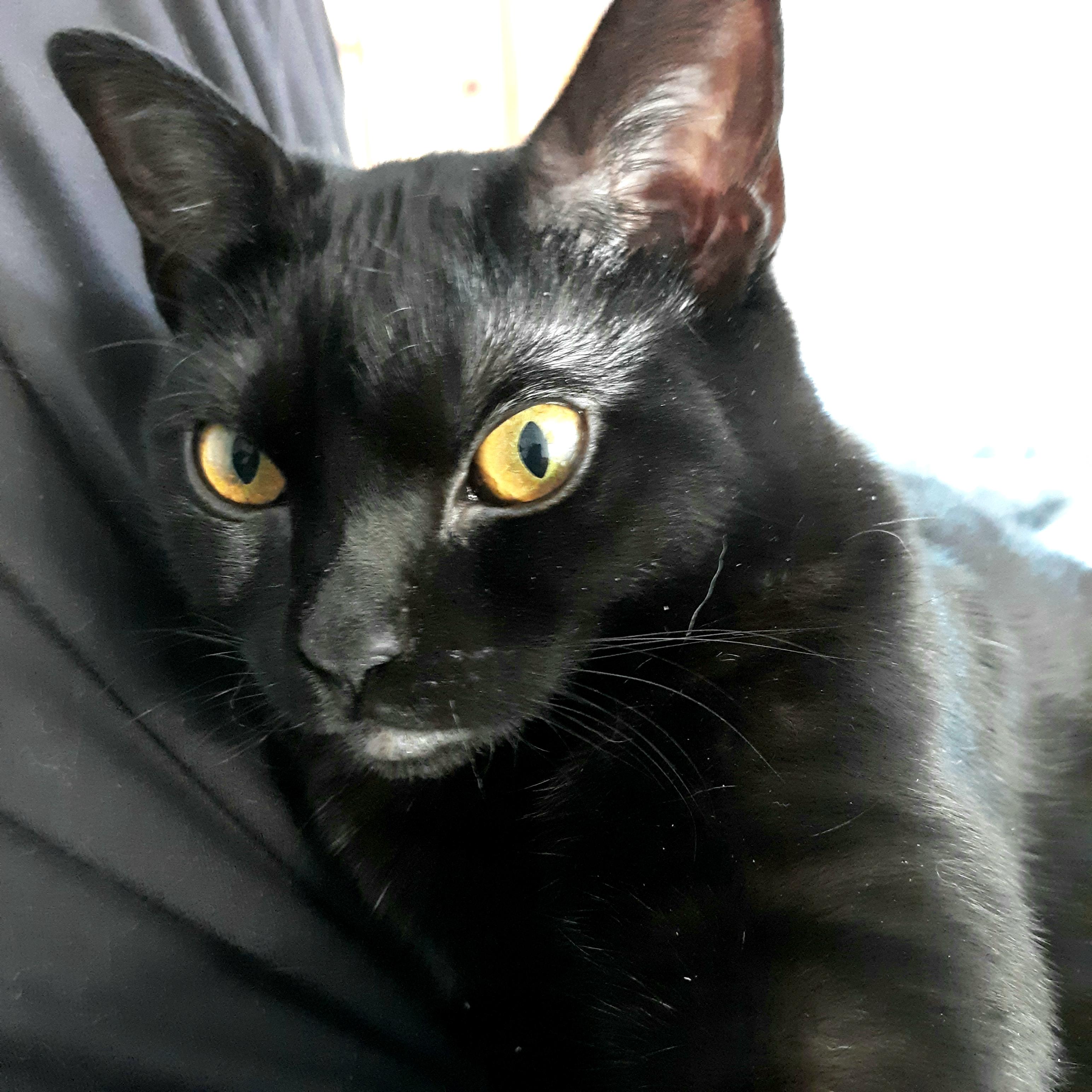 Jetti, Adoptable, Young Female Domestic Short Hair.