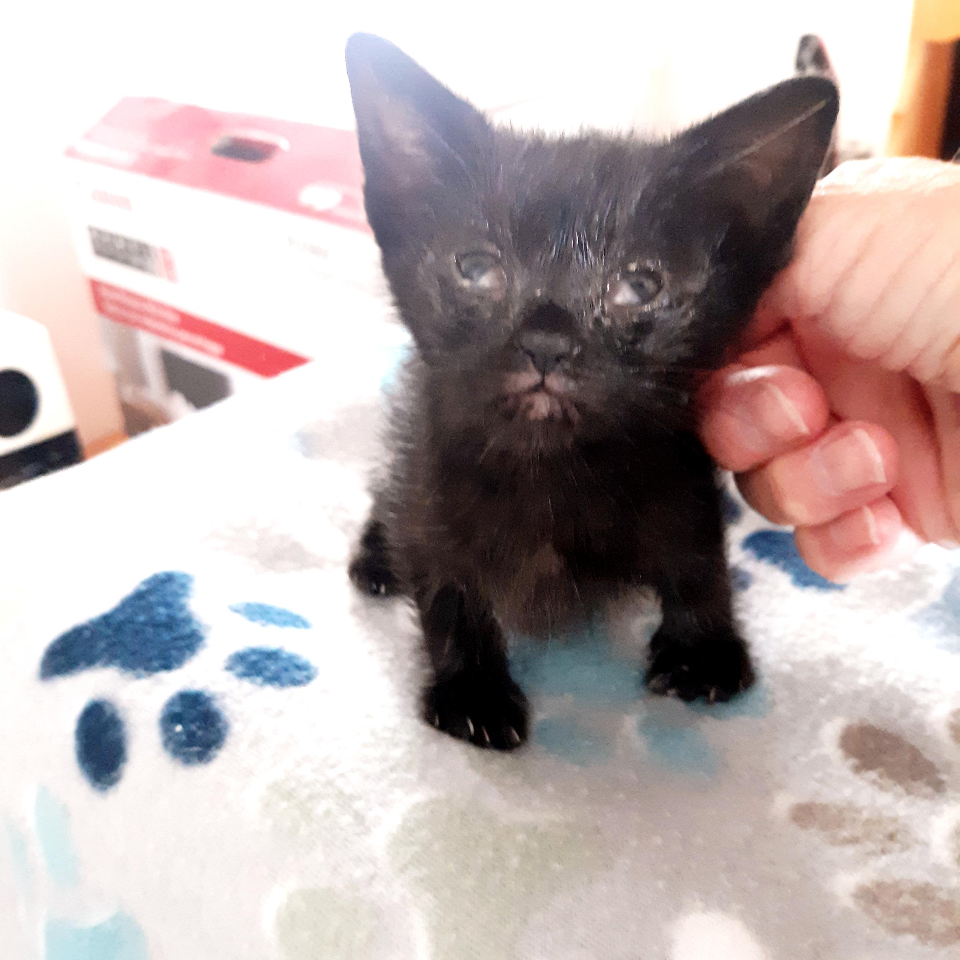 Enlarge Jetti, a Adoptable mixed breed in Buhl, ID image 2/6