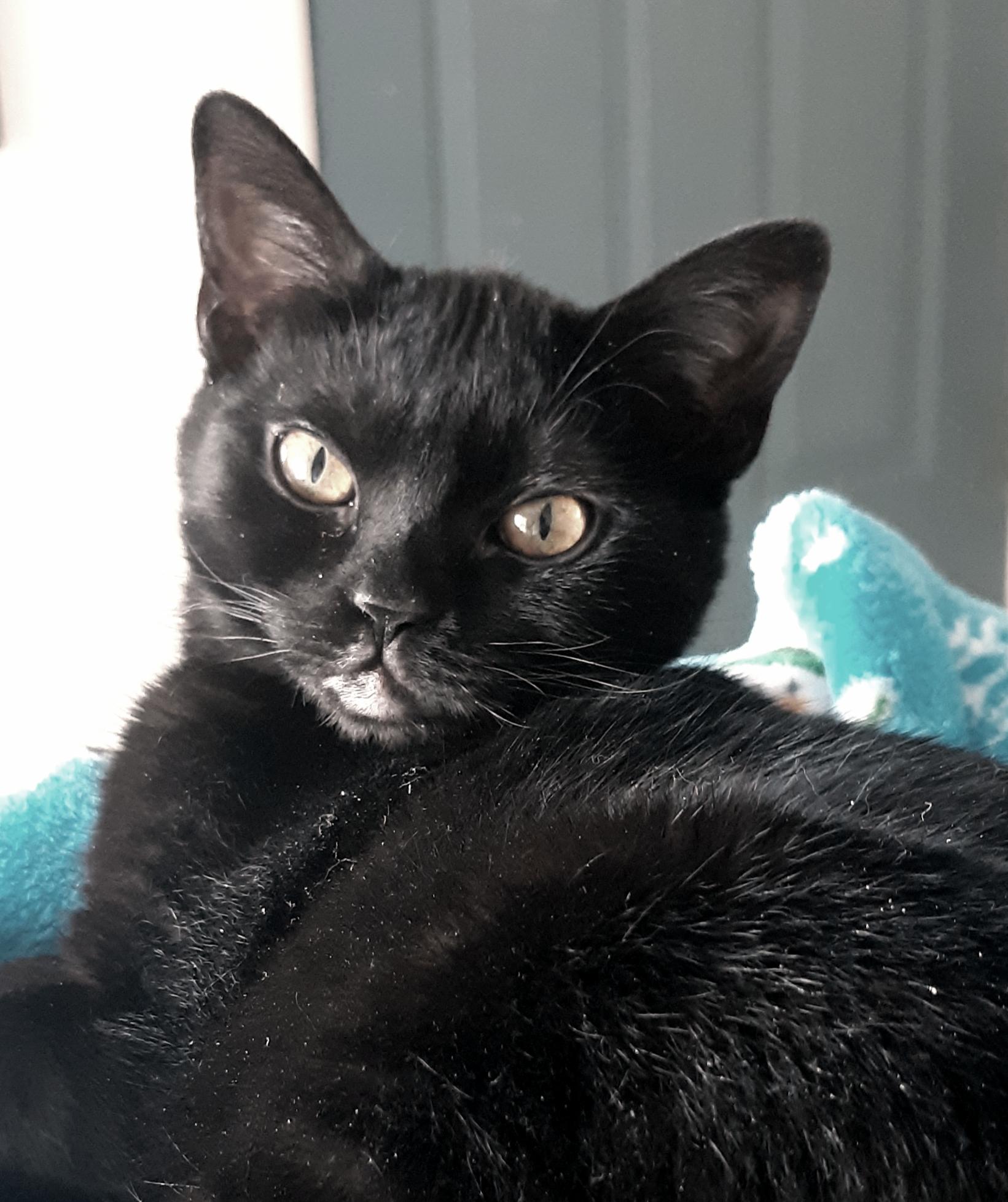 Enlarge Jetti, a Adoptable mixed breed in Buhl, ID image 4/6