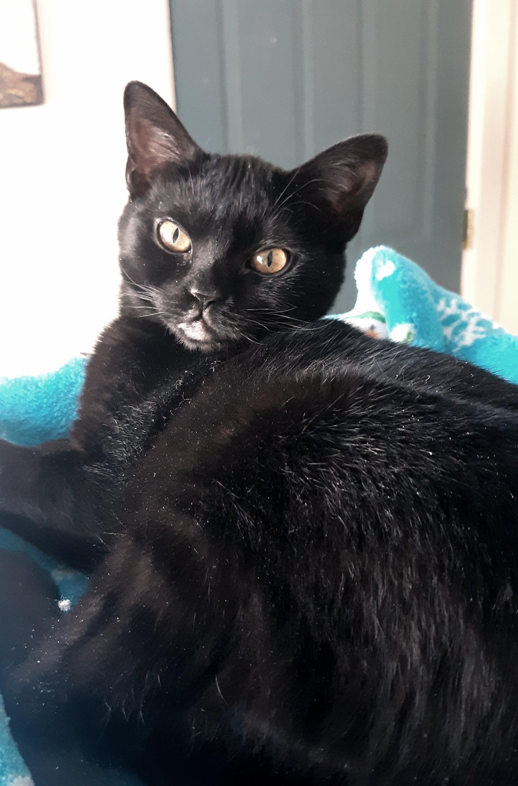 Enlarge Jetti, a Adoptable mixed breed in Buhl, ID image 6/6