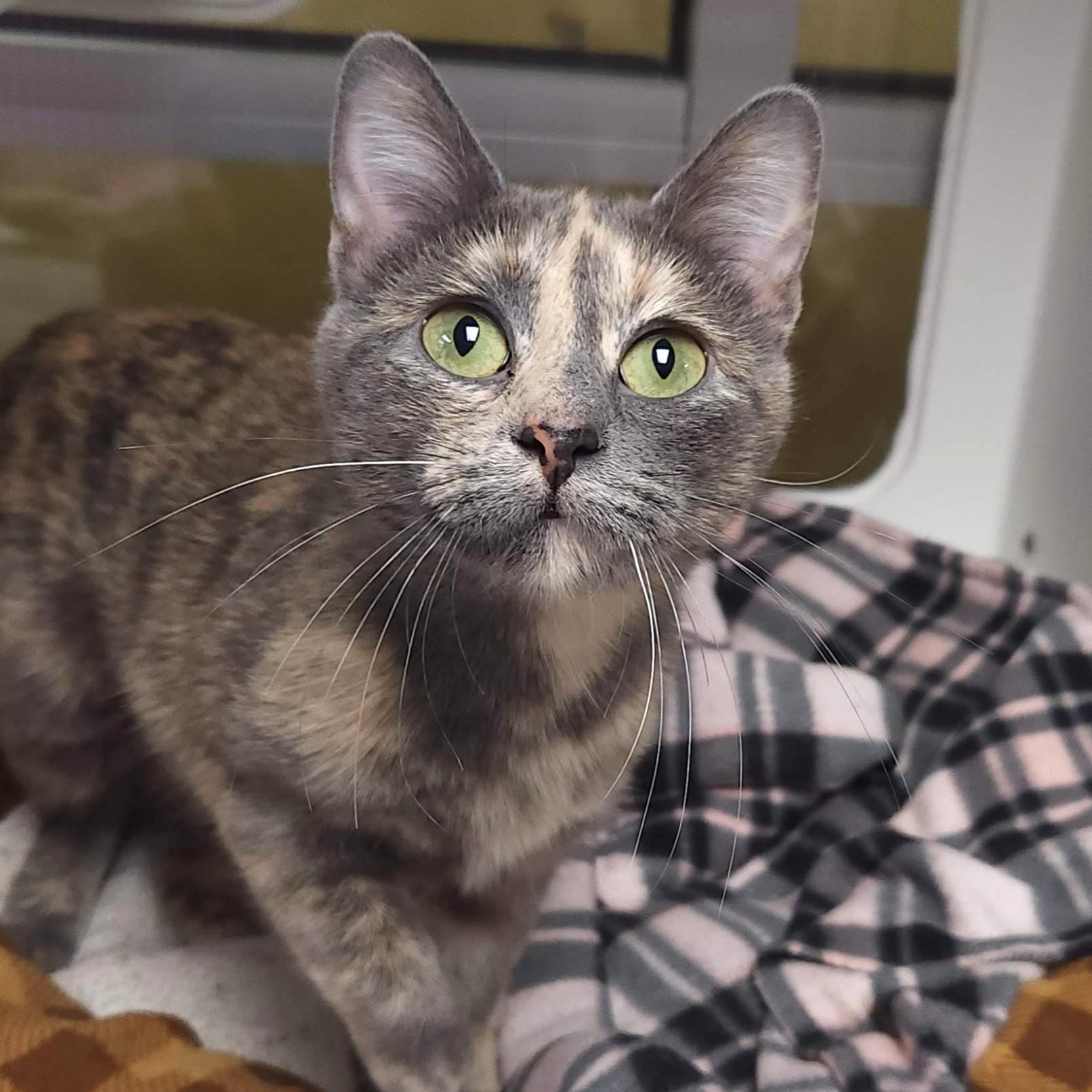 Enlarge Harley, a ADOPTABLE Dilute Tortoiseshell in Marshfield, WI image 4/6