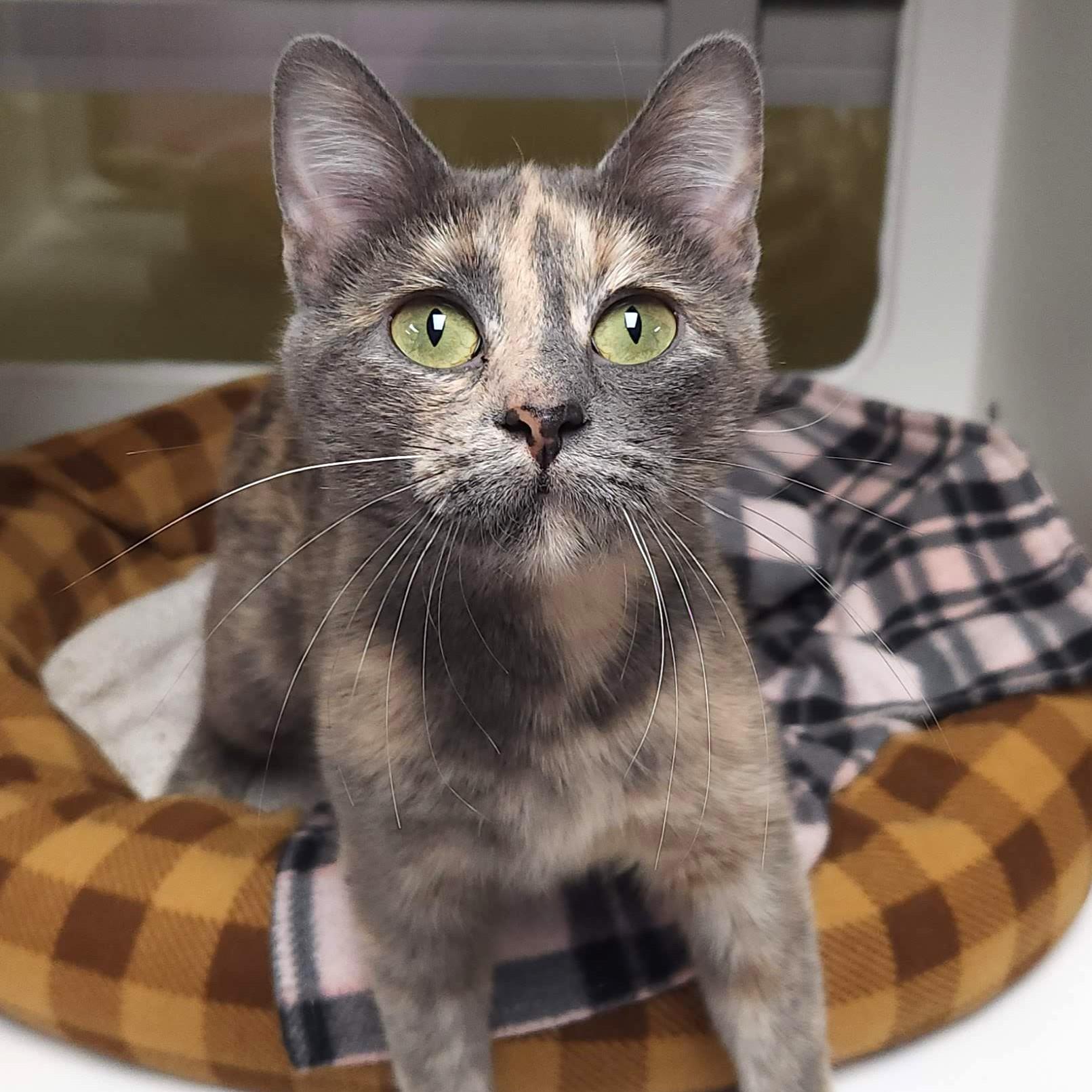 Harley, ADOPTABLE, Young Female Dilute Tortoiseshell.