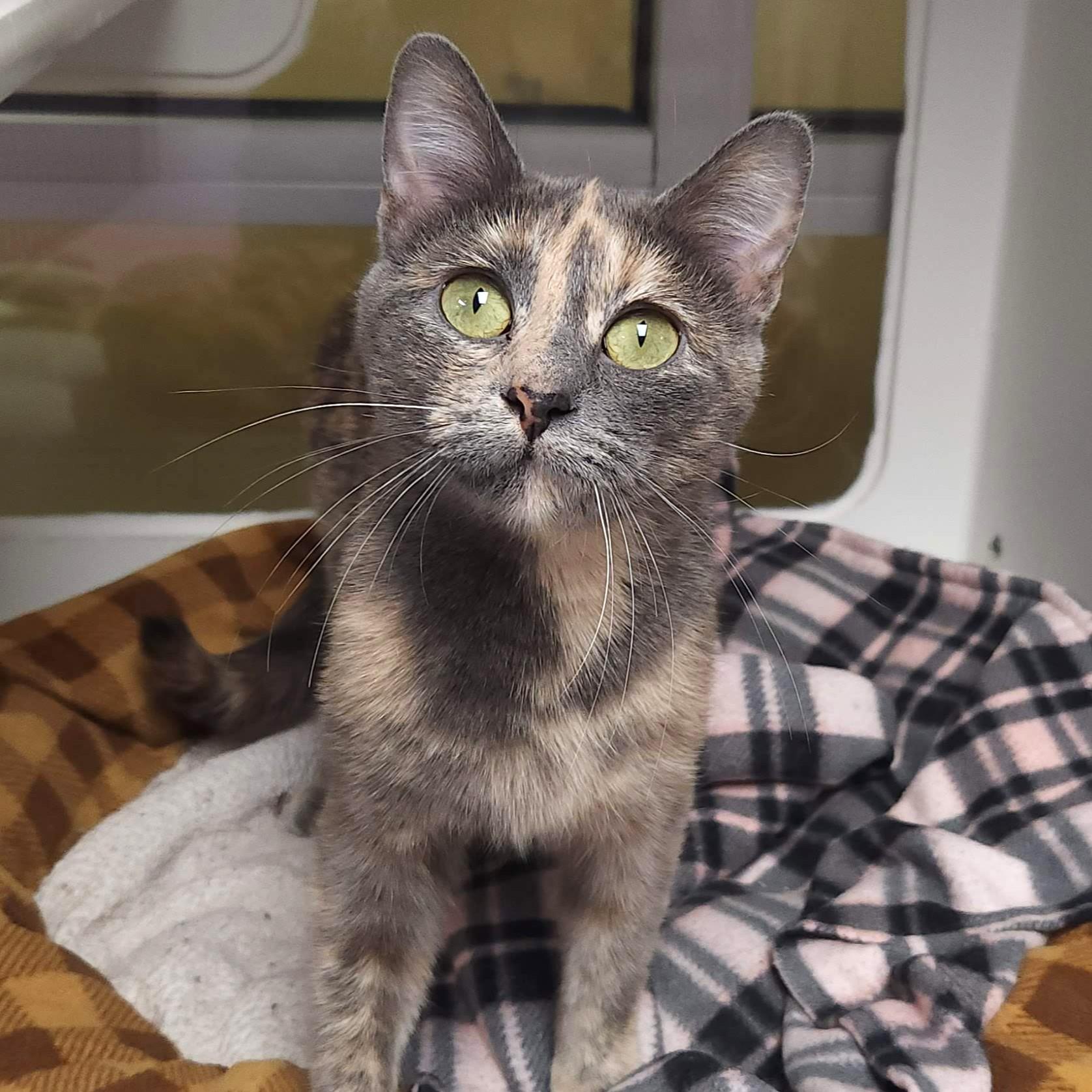 Enlarge Harley, a ADOPTABLE Dilute Tortoiseshell in Marshfield, WI image 5/6