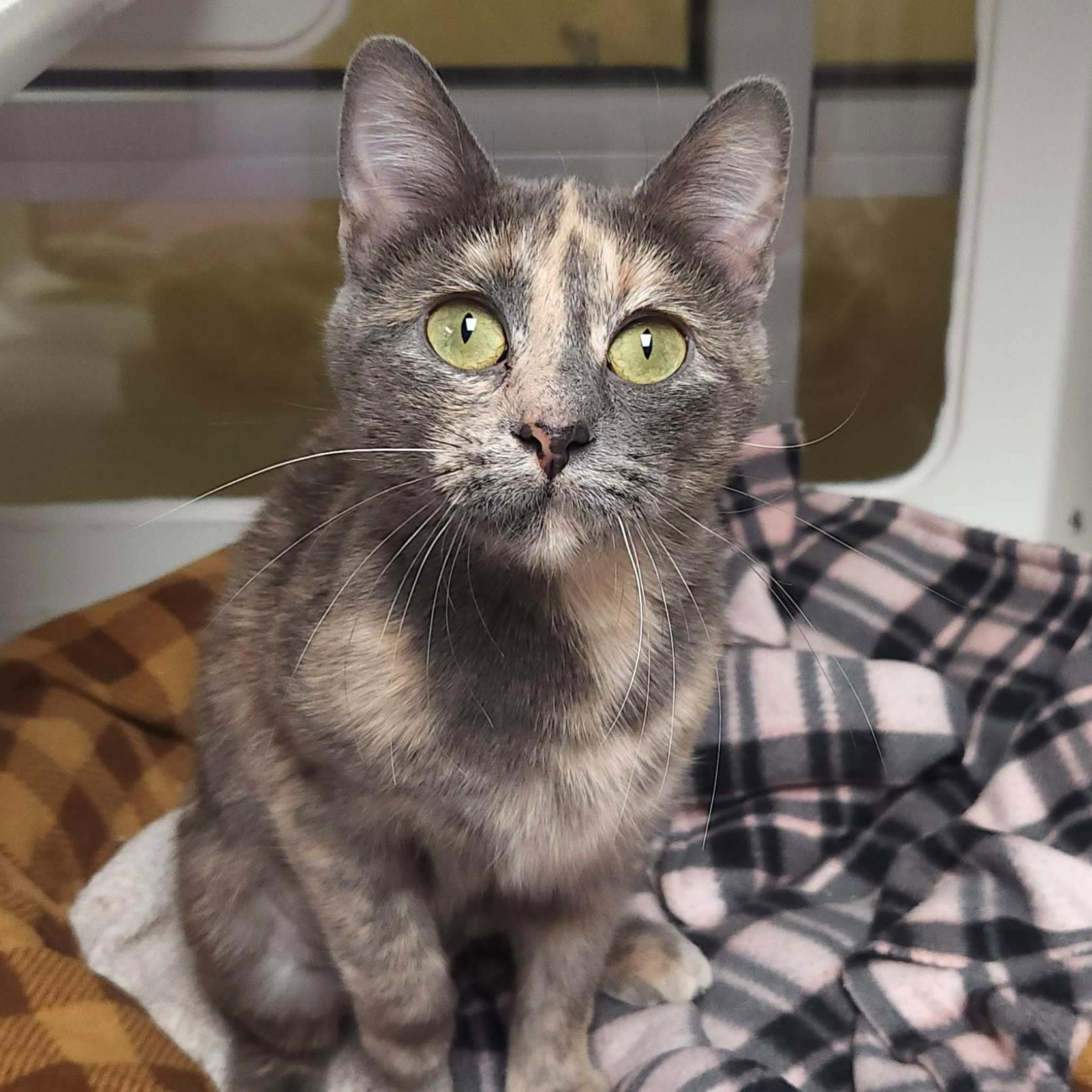 Enlarge Harley, a ADOPTABLE Dilute Tortoiseshell in Marshfield, WI image 3/6