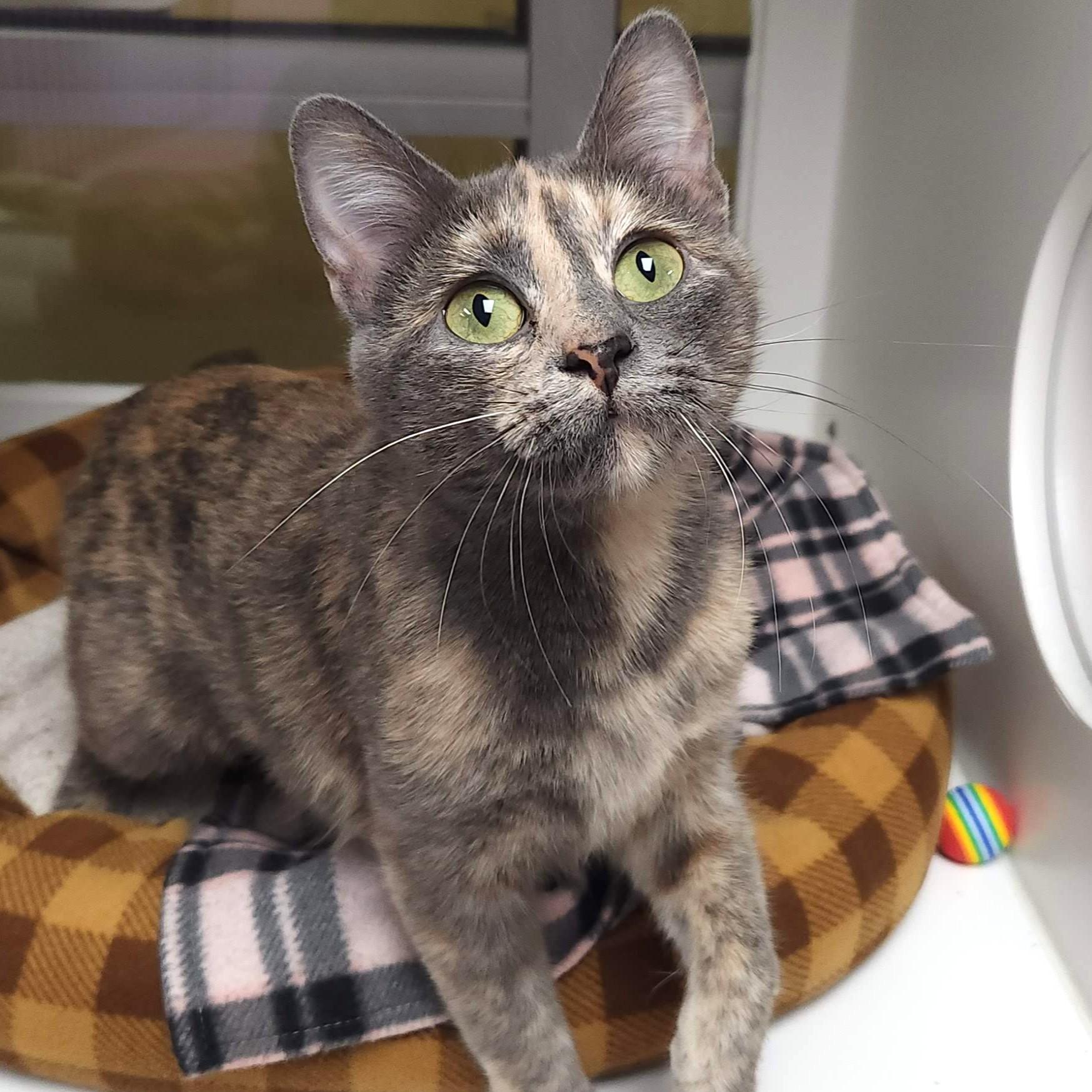 Enlarge Harley, a ADOPTABLE Dilute Tortoiseshell in Marshfield, WI image 2/6
