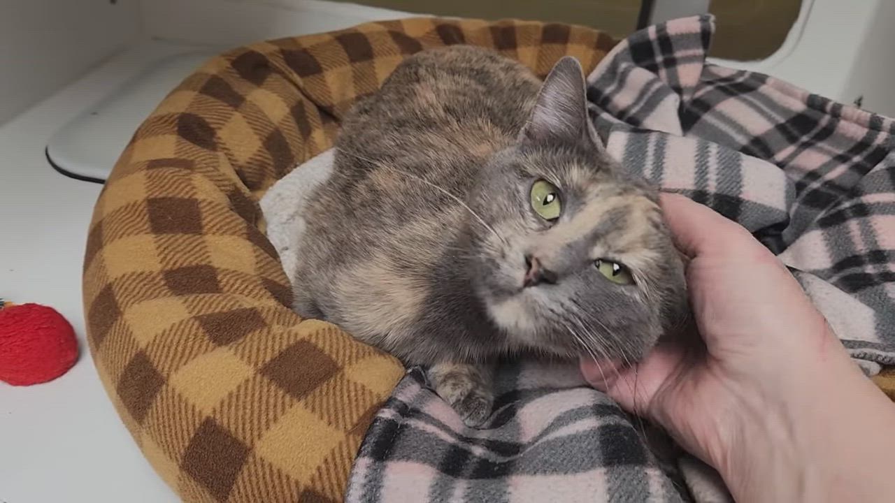 Enlarge Harley, a ADOPTABLE Dilute Tortoiseshell in Marshfield, WI video 6/6