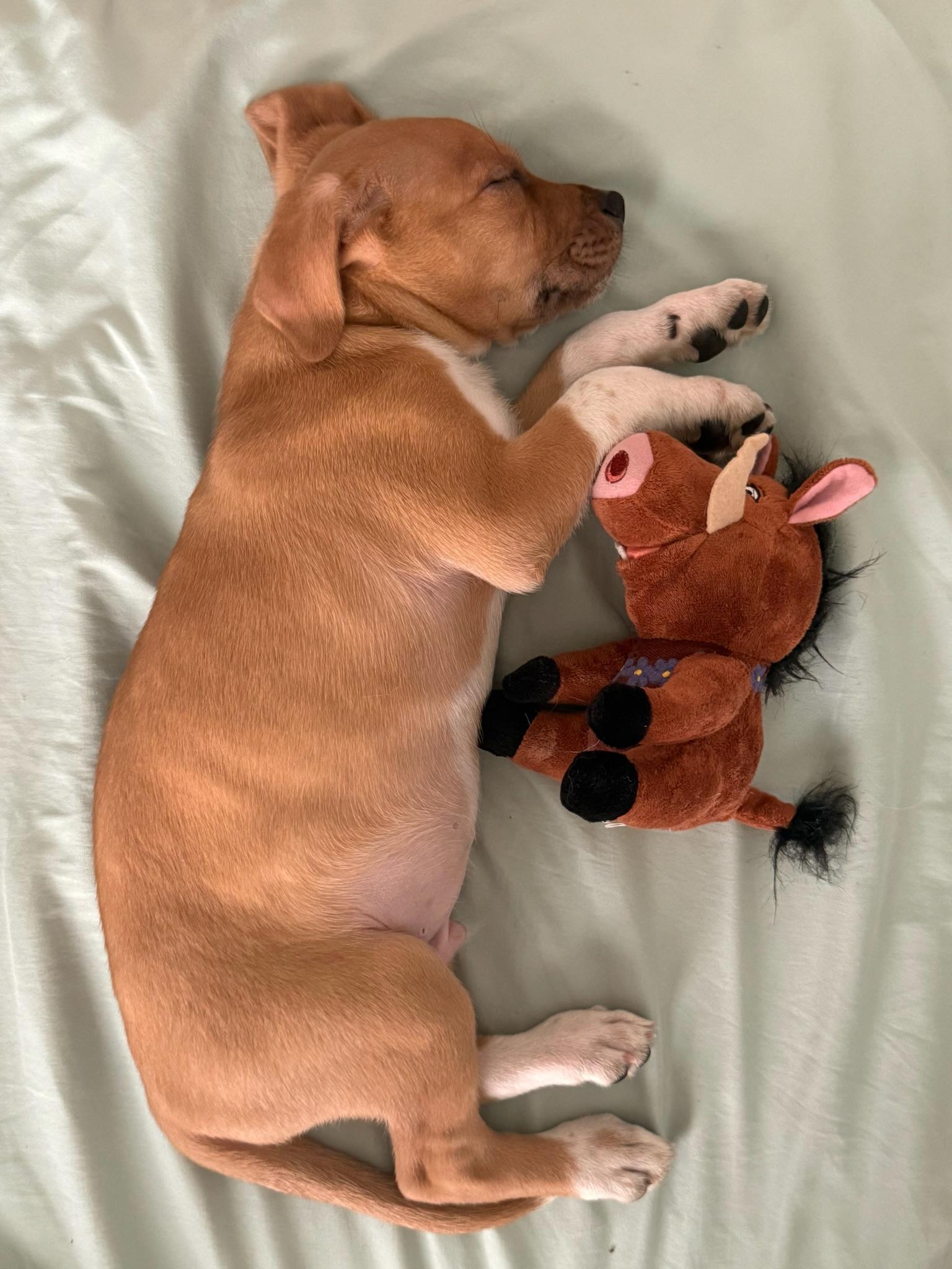 Pumbaa photo 4