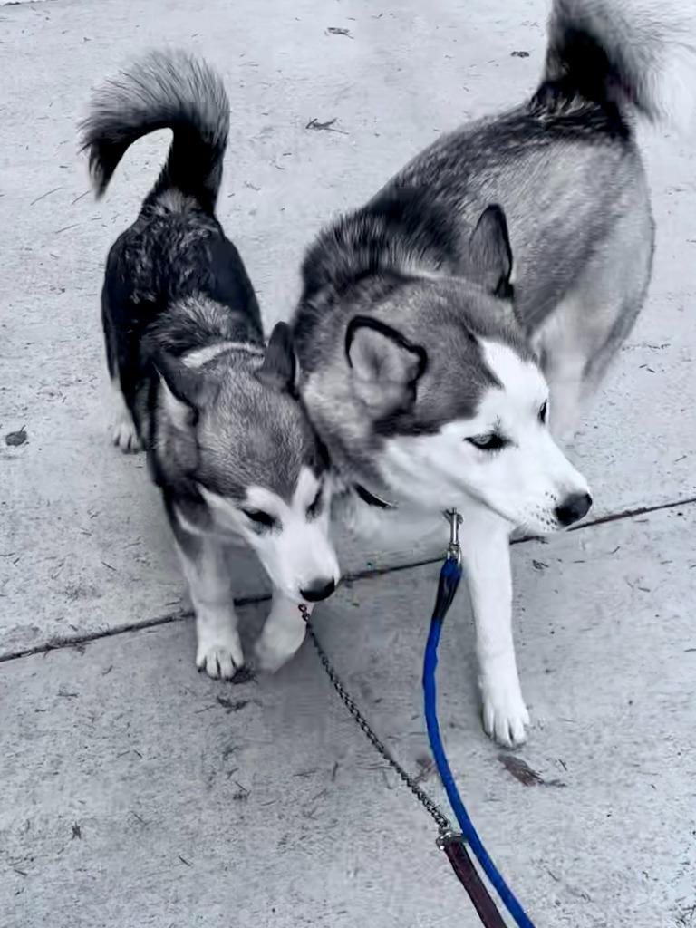 Loki, Adoptable, Puppy Male Husky.