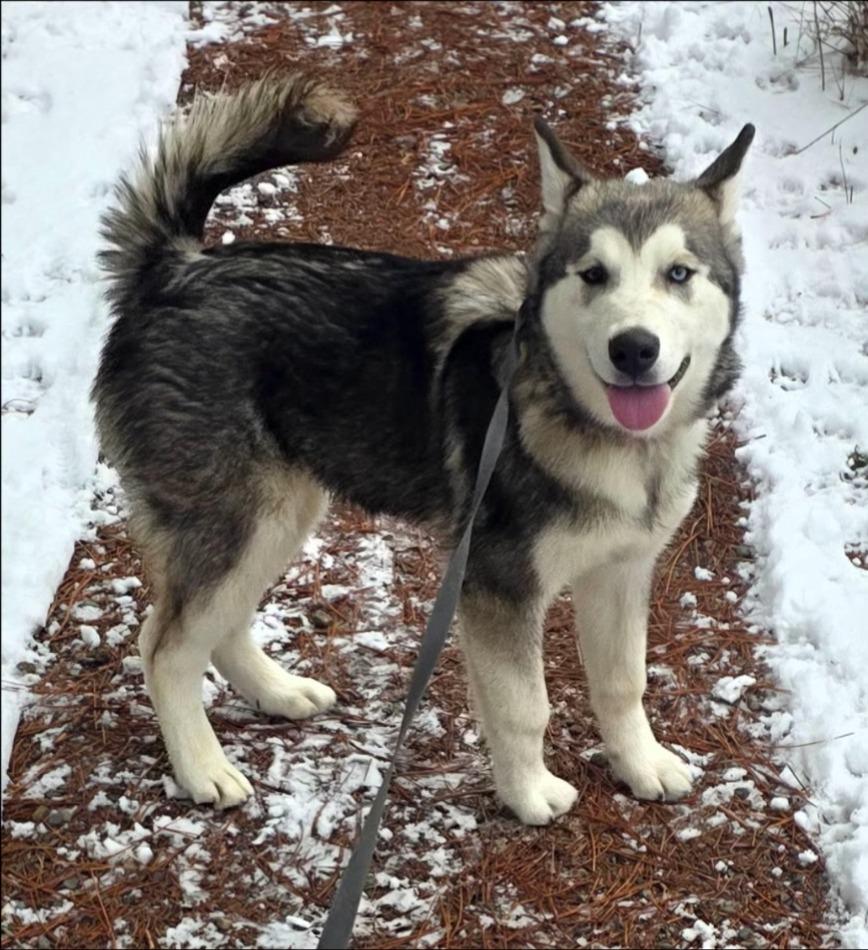 Enlarge Loki, a Adoptable Husky in Thompson Falls, MT image 2/2