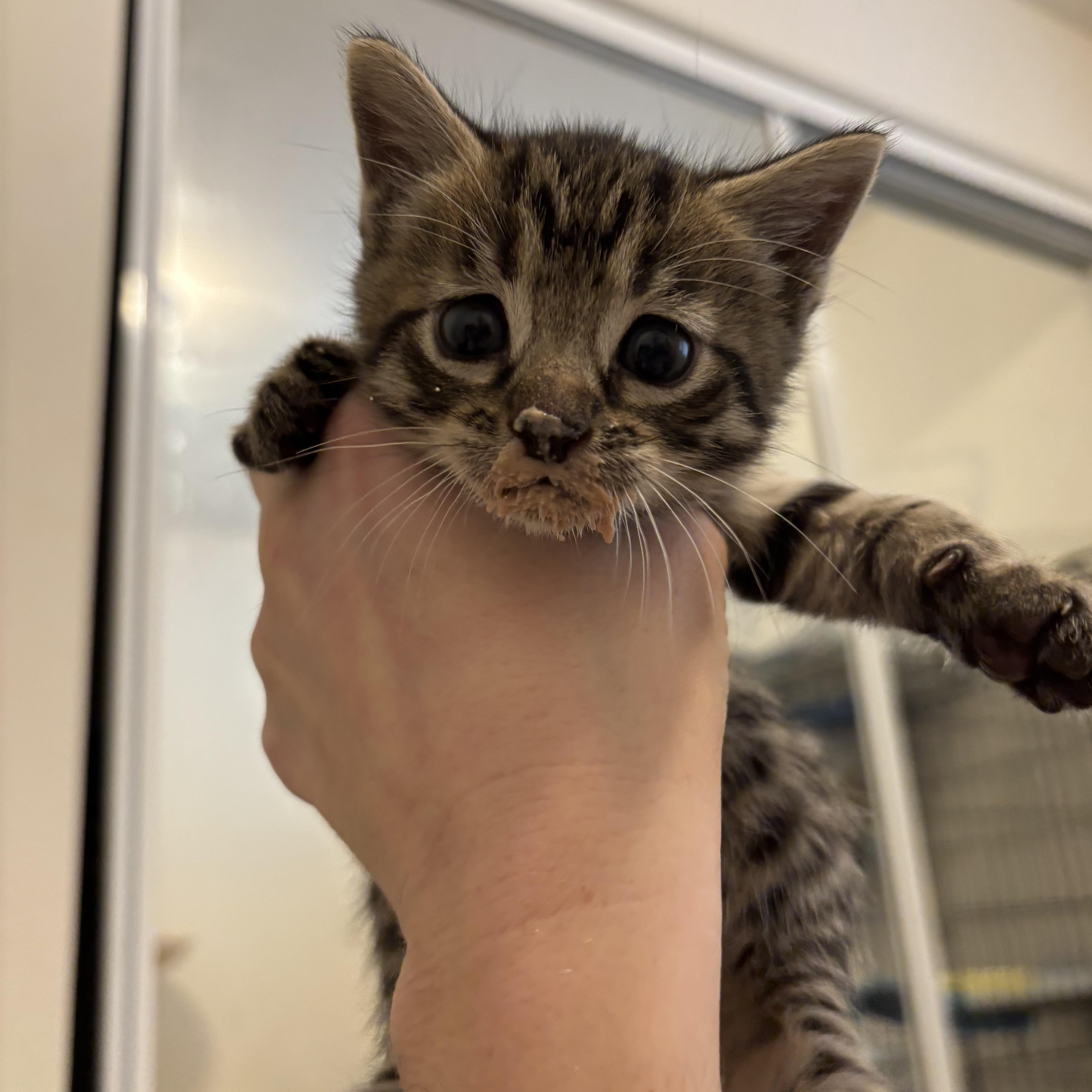 Enlarge Bibble, an adopted Domestic Short Hair in Arlington, VA image 4/4