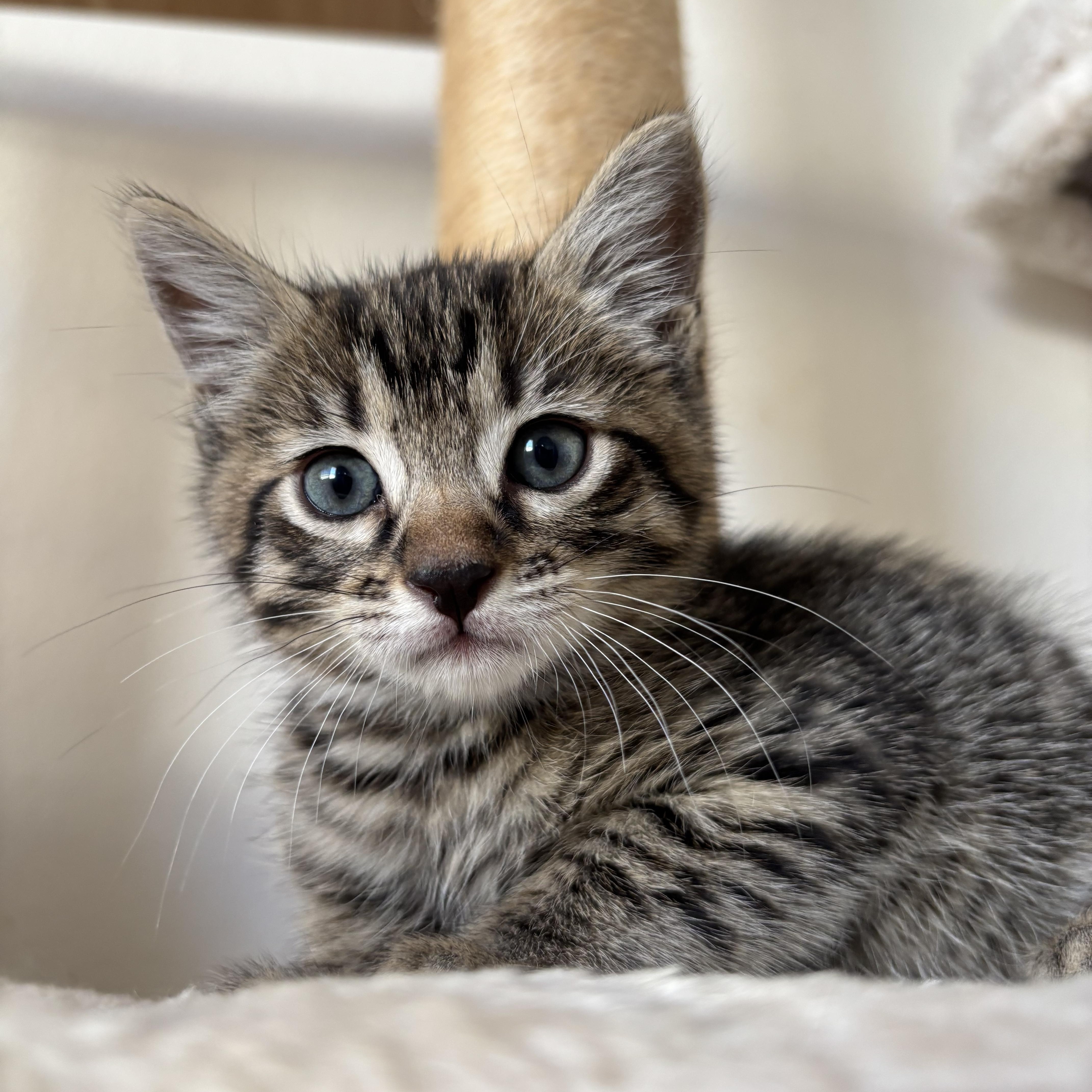 Enlarge Bibble, an adopted Domestic Short Hair in Arlington, VA image 1/4