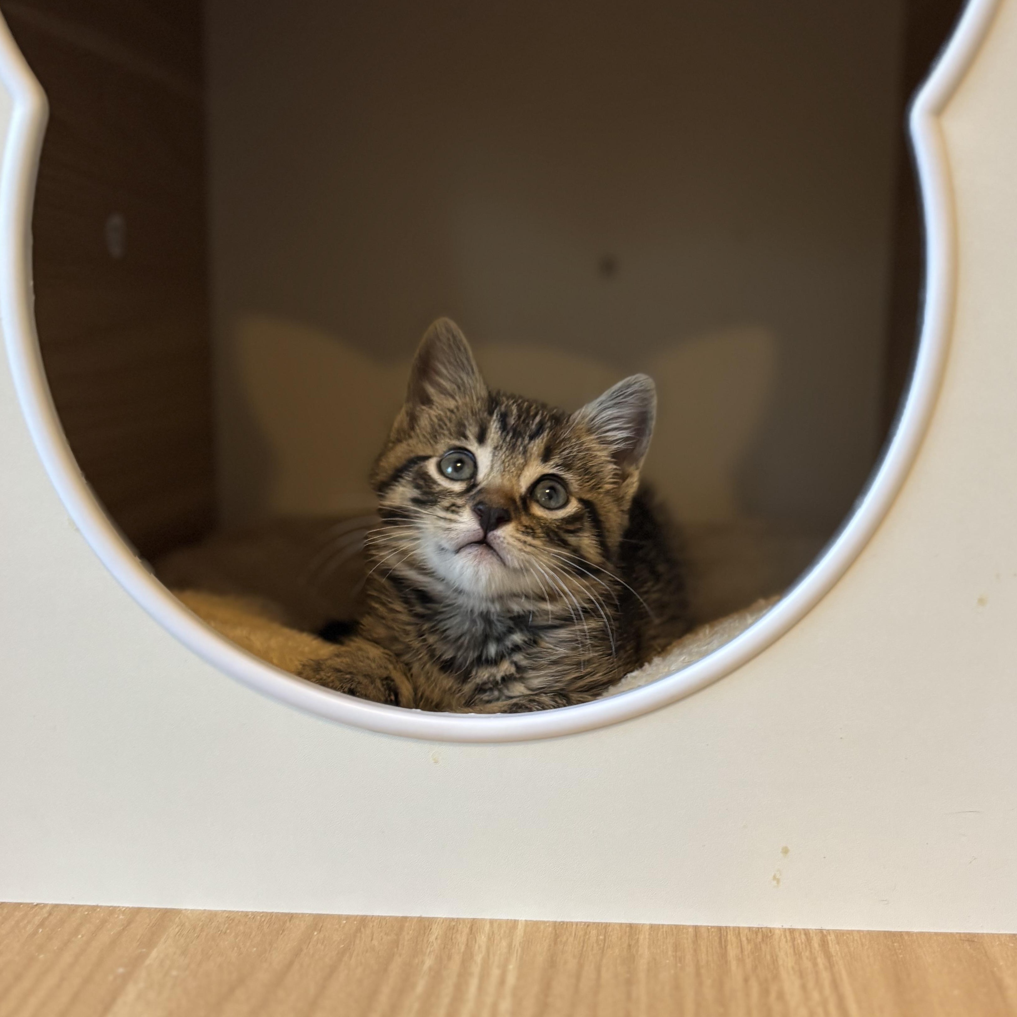 Enlarge Bibble, an adopted Domestic Short Hair in Arlington, VA image 2/4