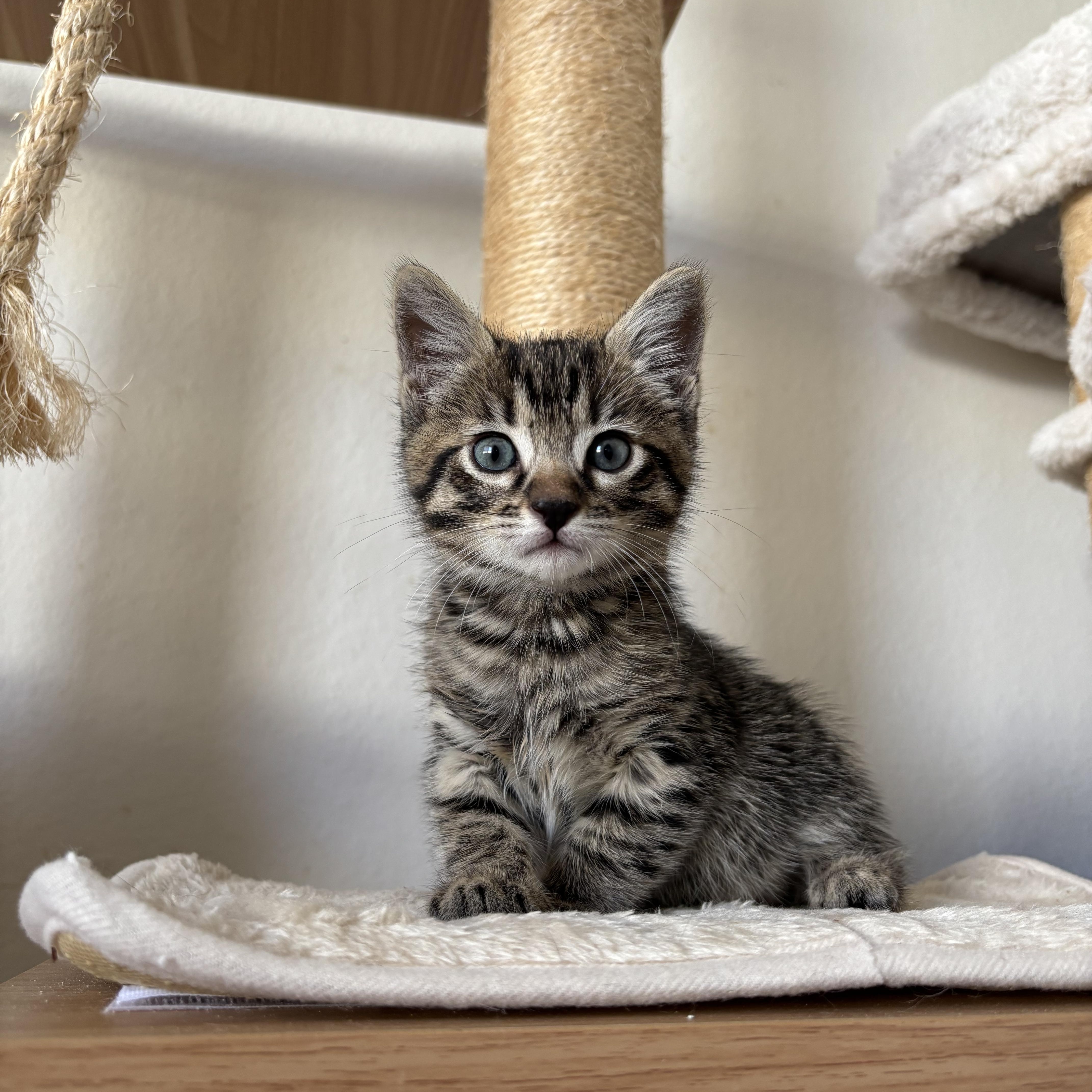 Enlarge Bibble, an adopted Domestic Short Hair in Arlington, VA image 3/4