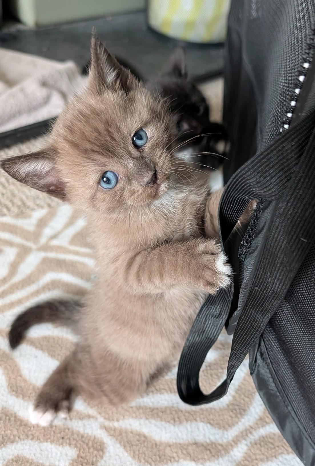 Sandy, adopted, Kitten Female Domestic Short Hair.