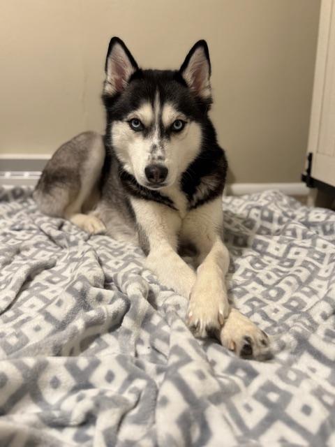 Nala, ADOPTABLE, Adult Female Siberian Husky & Husky.