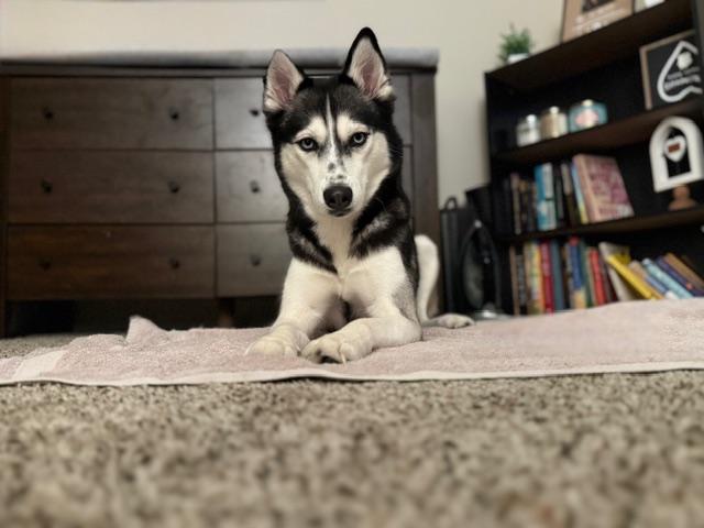 Enlarge Nala, a ADOPTABLE mixed breed in Seville, OH image 4/4